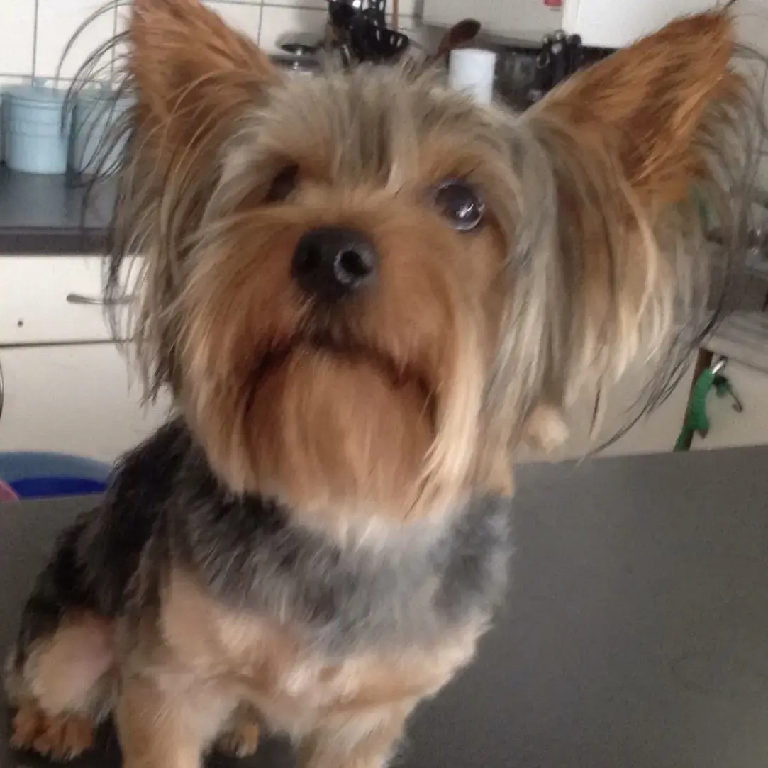 Yorkshire Terrier