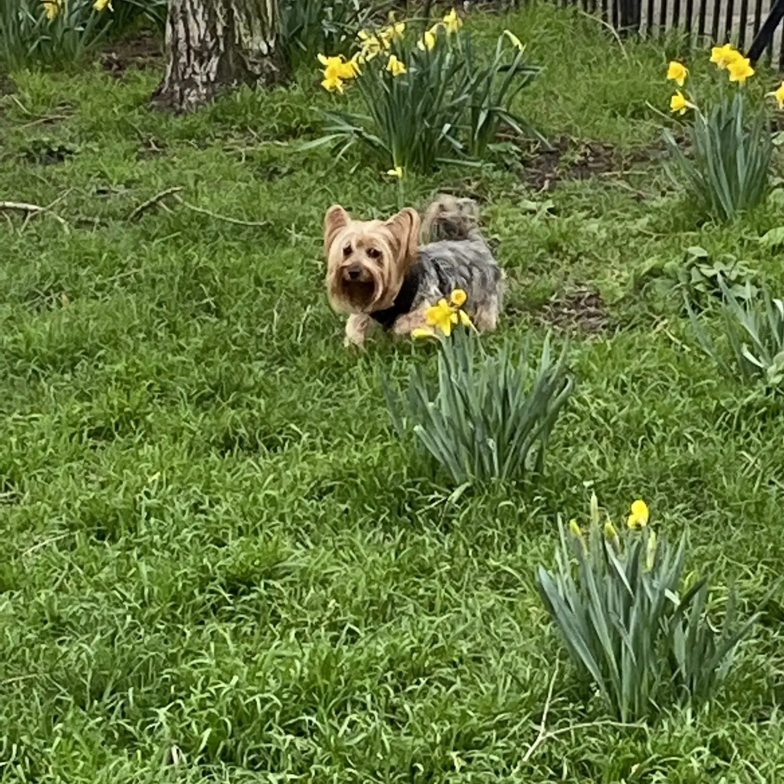 Yorkshire Terrier