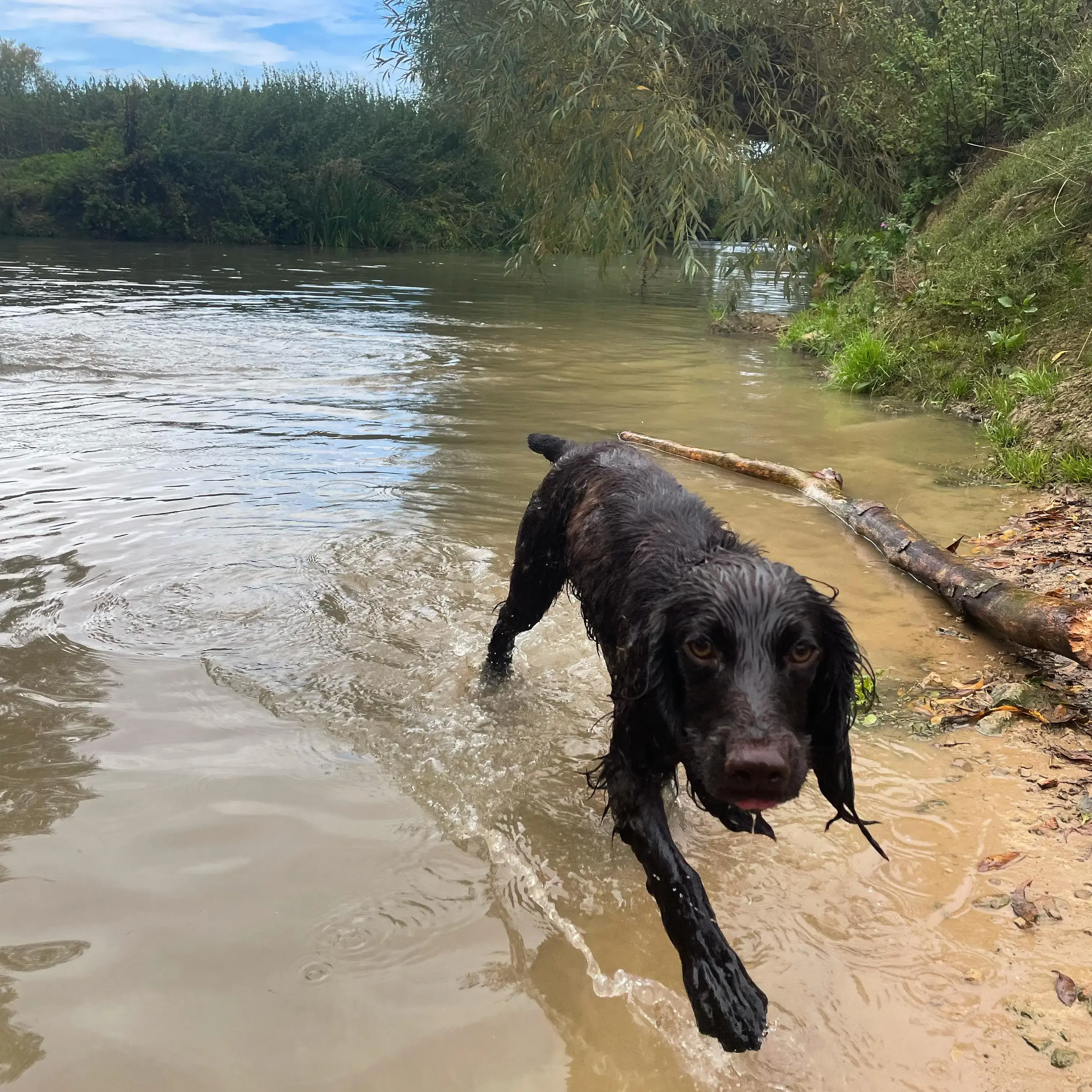 Cocker Spaniel (English)