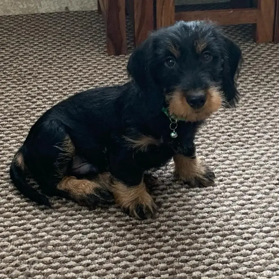 Dachshund (Wire-Haired)