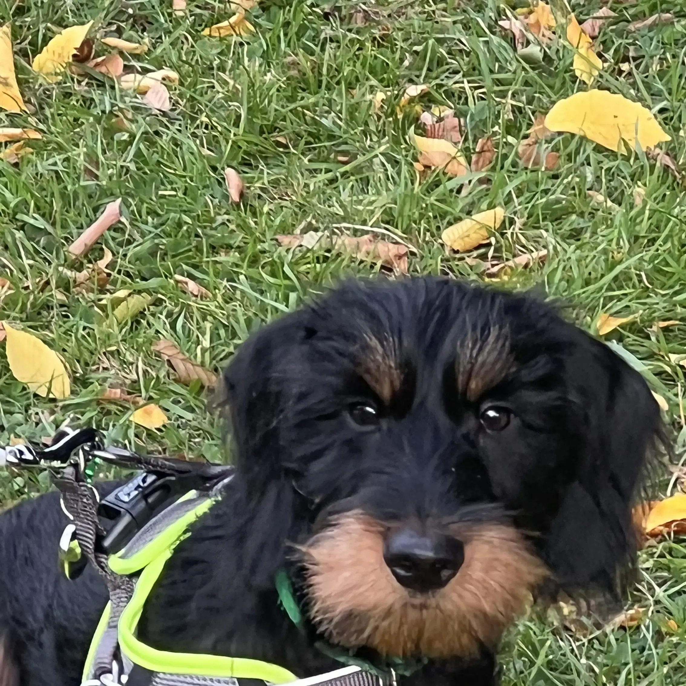 Dachshund (Wire-Haired)