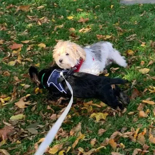 Dachshund (Wire-Haired)