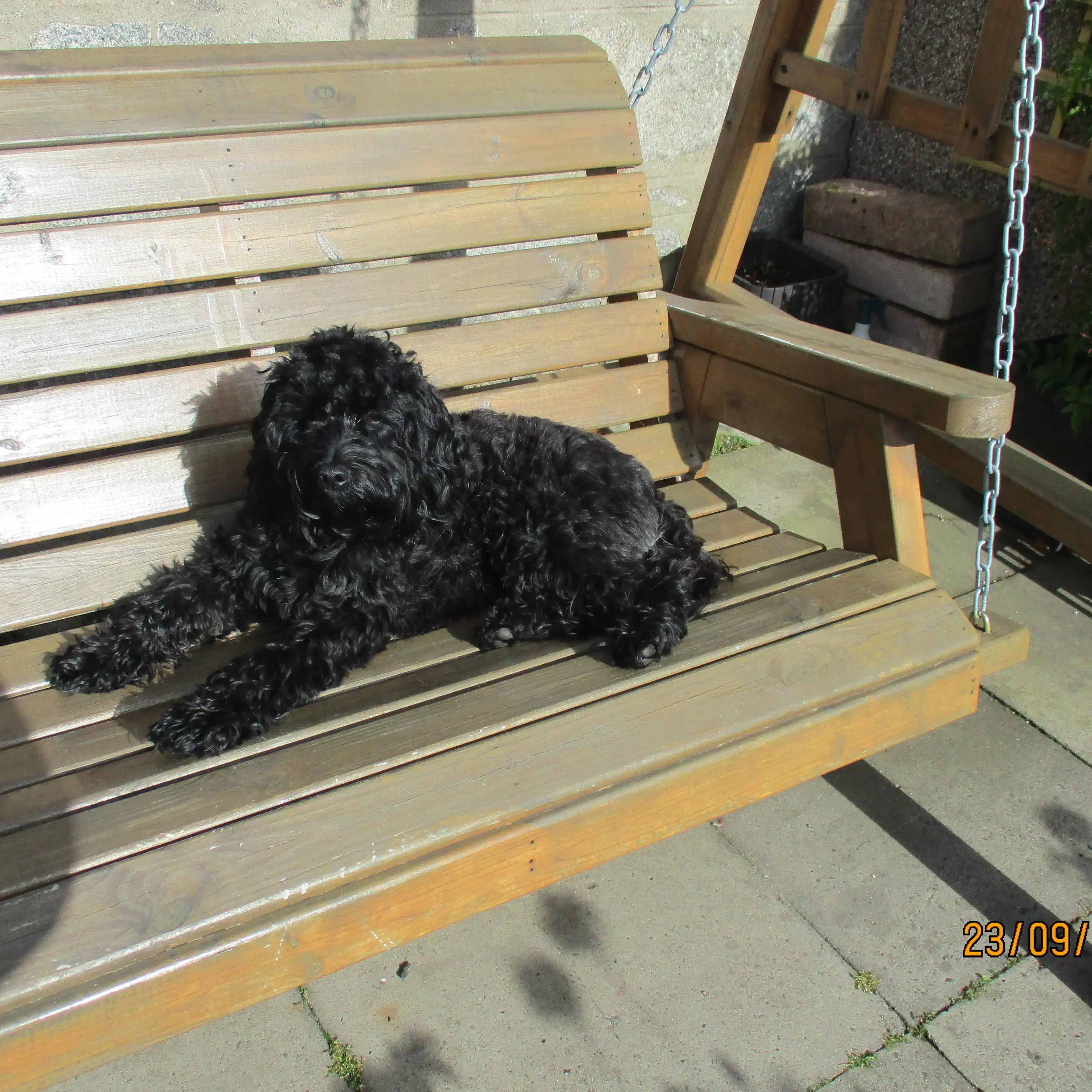 Cocker Spaniel (English)