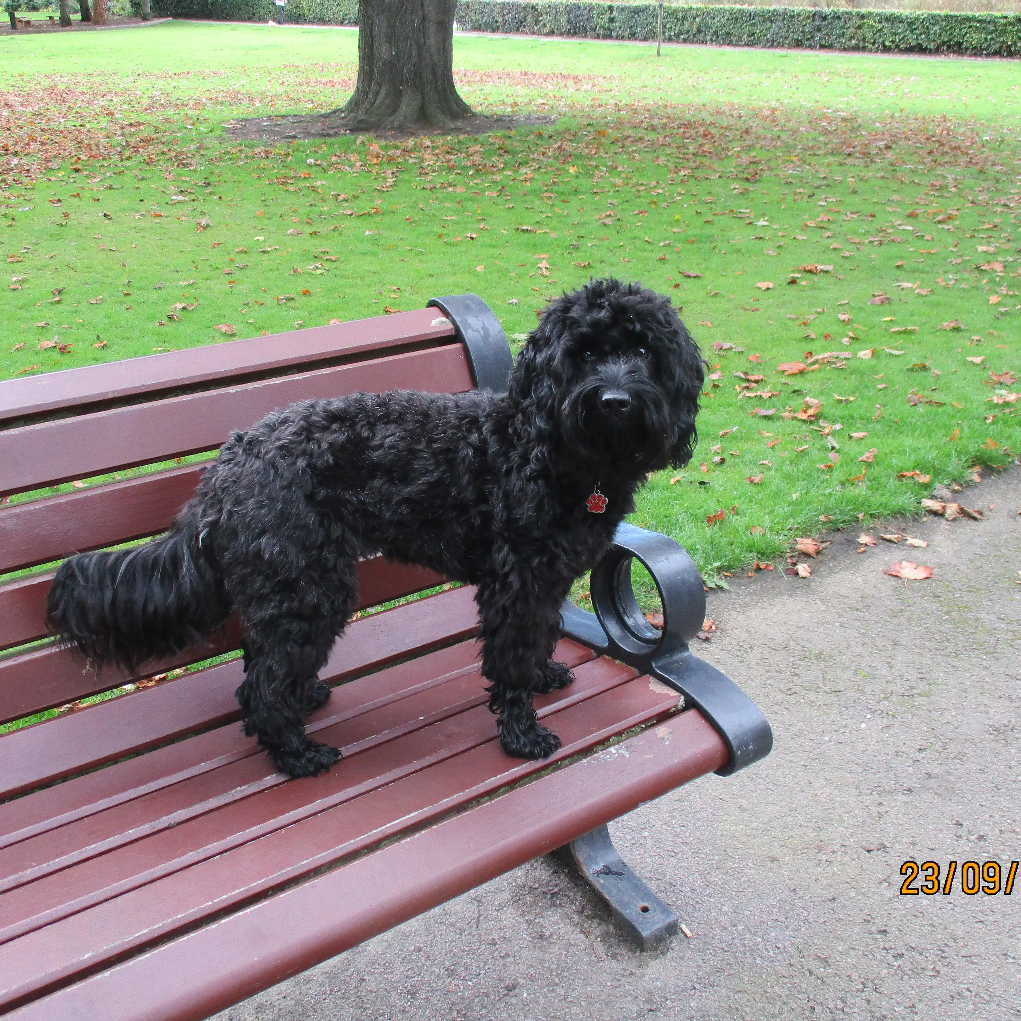 Cocker Spaniel (English)
