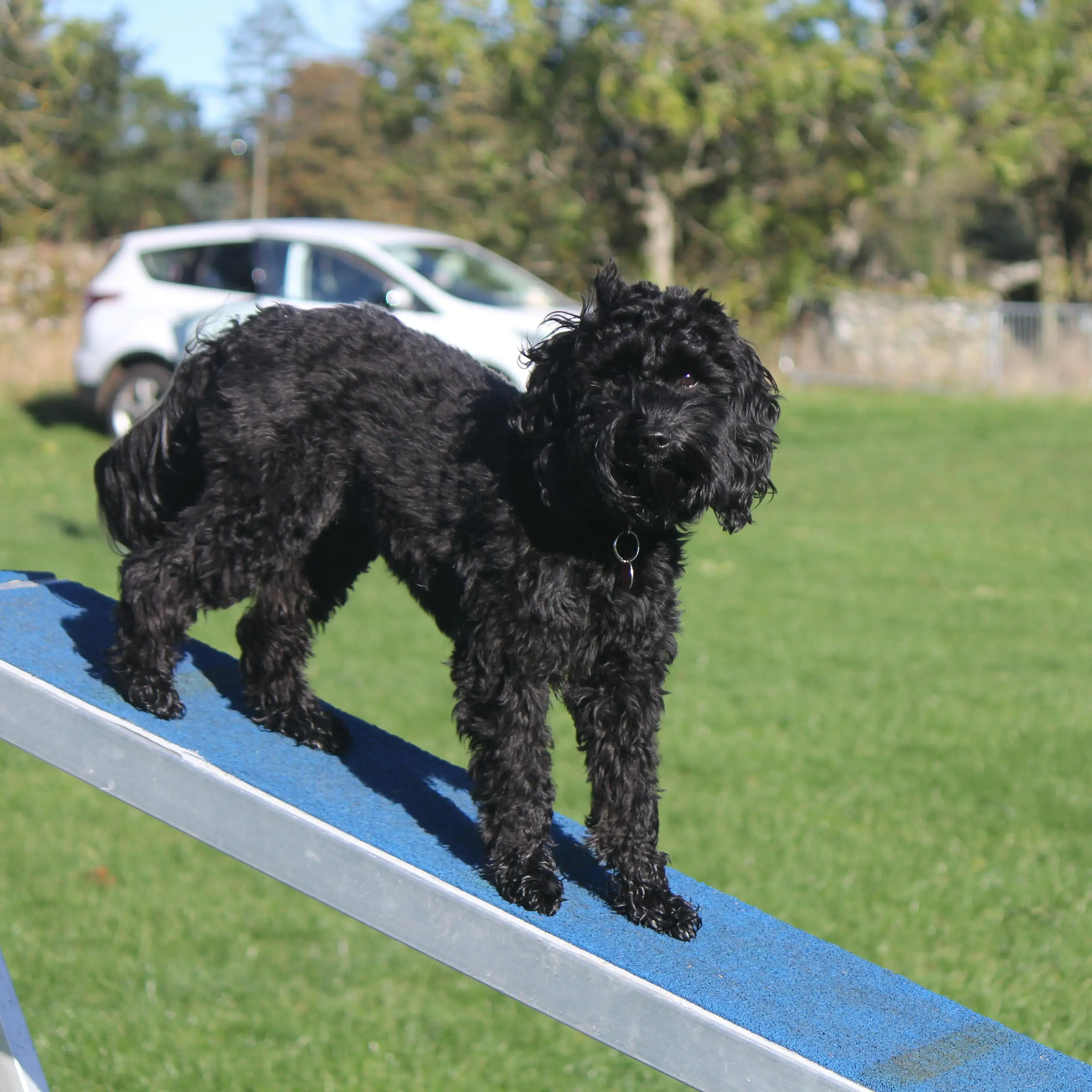 Cocker Spaniel (English)
