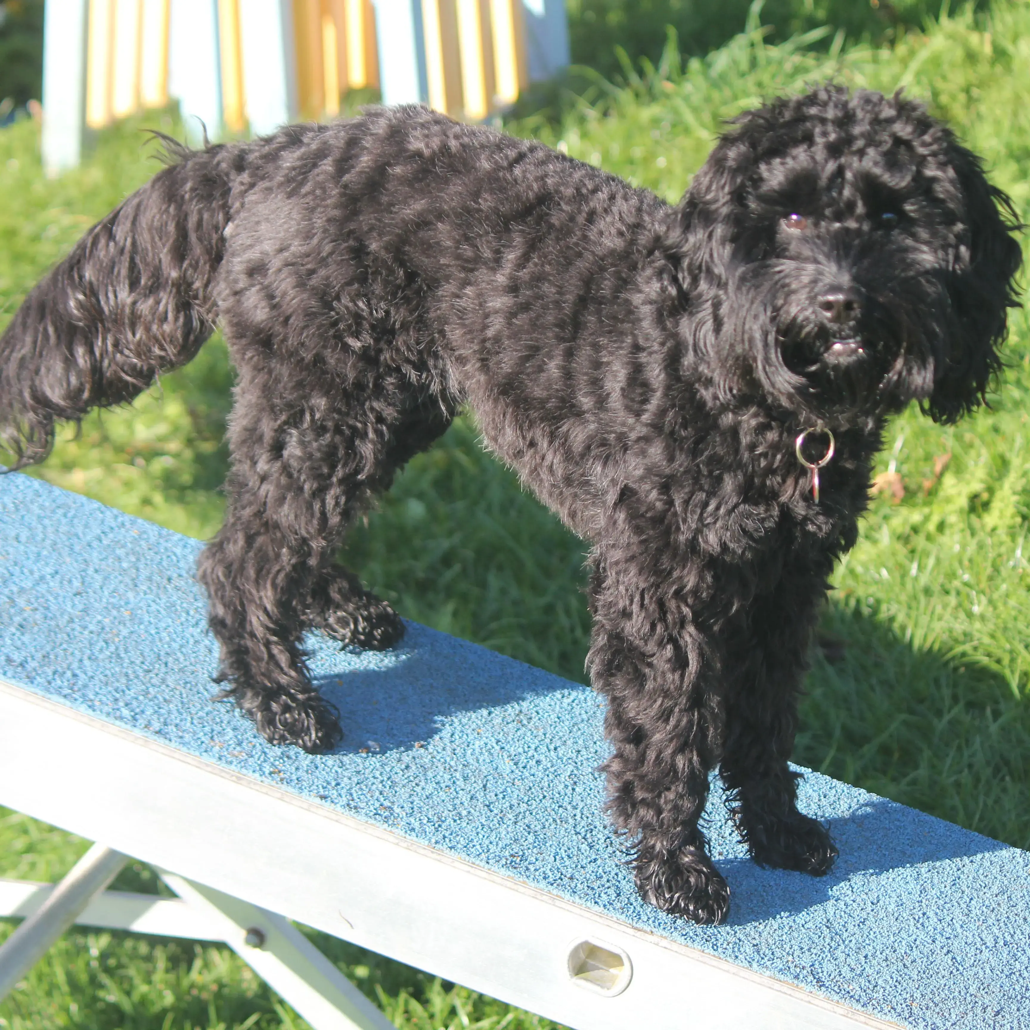 Cocker Spaniel (English)