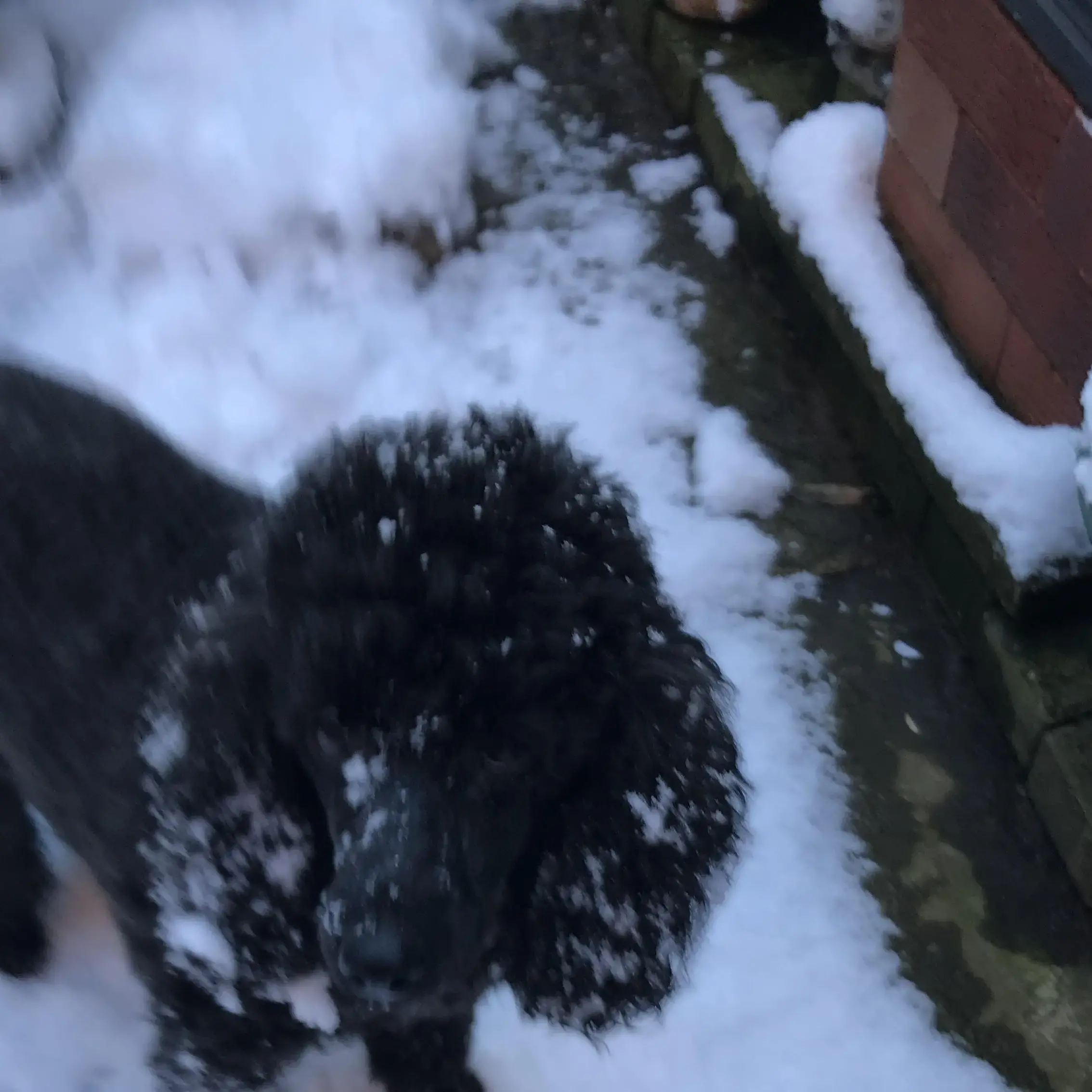 Poodle (Miniature)