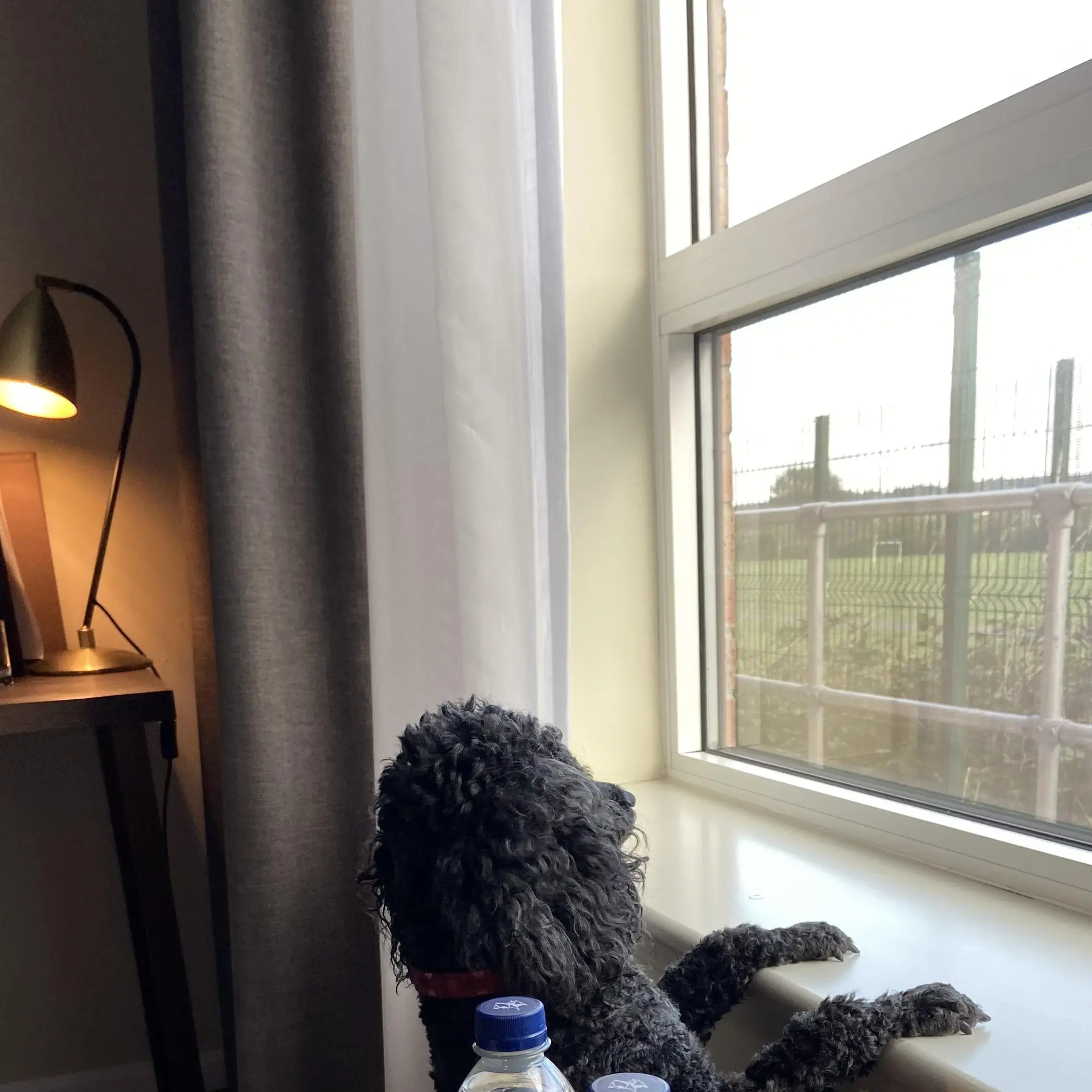 Poodle (Miniature)