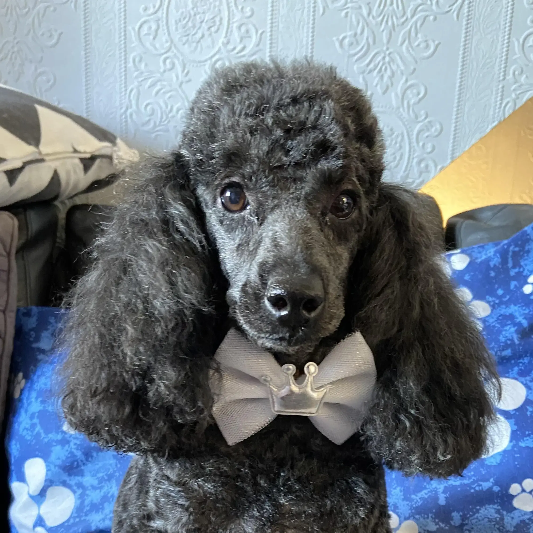 Poodle (Miniature)