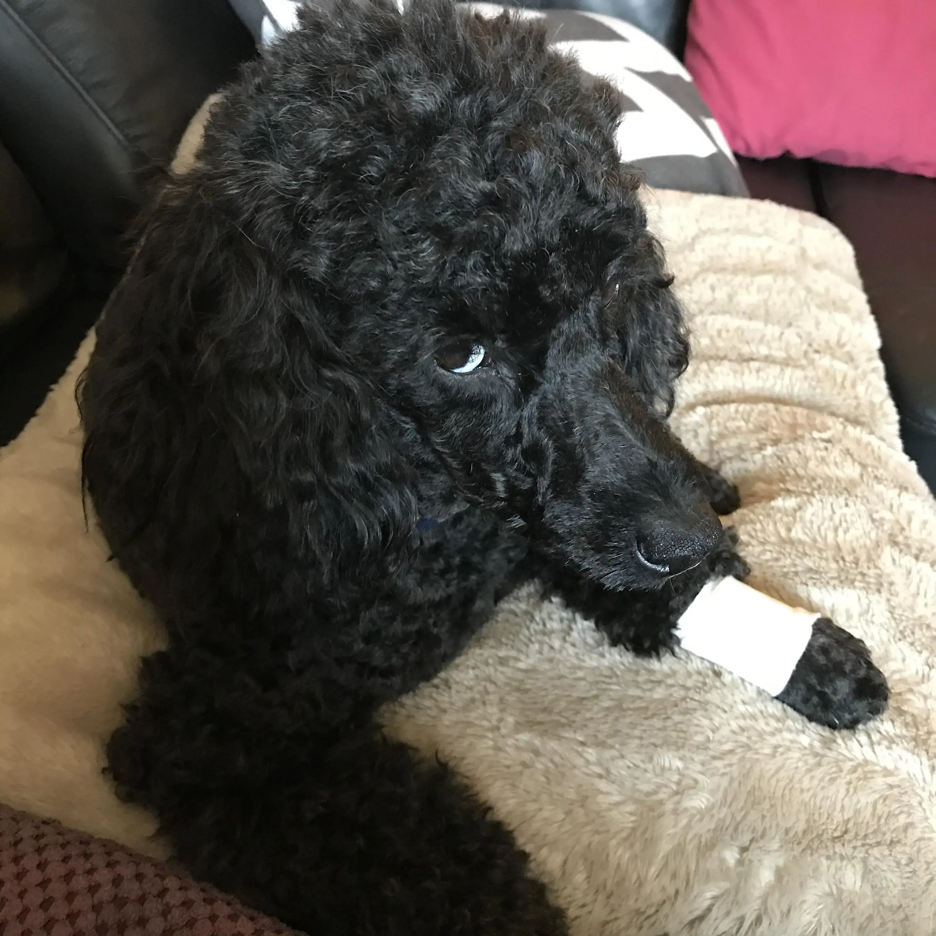 Poodle (Miniature)