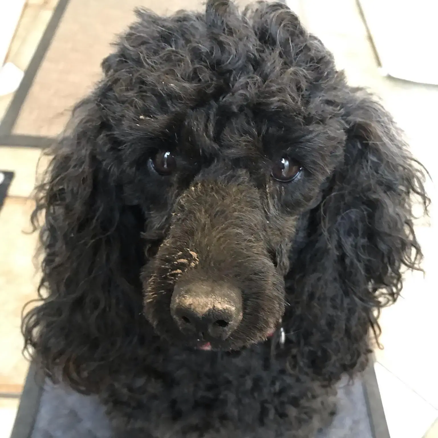 Poodle (Miniature)