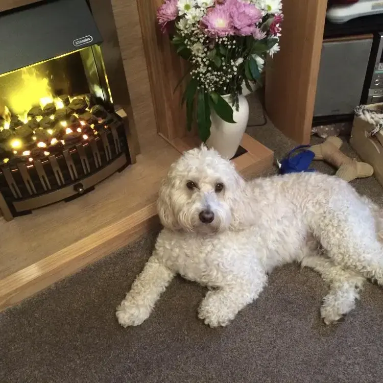 Cockapoo