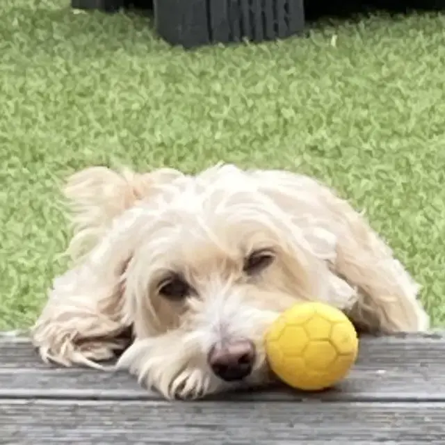 Cockapoo