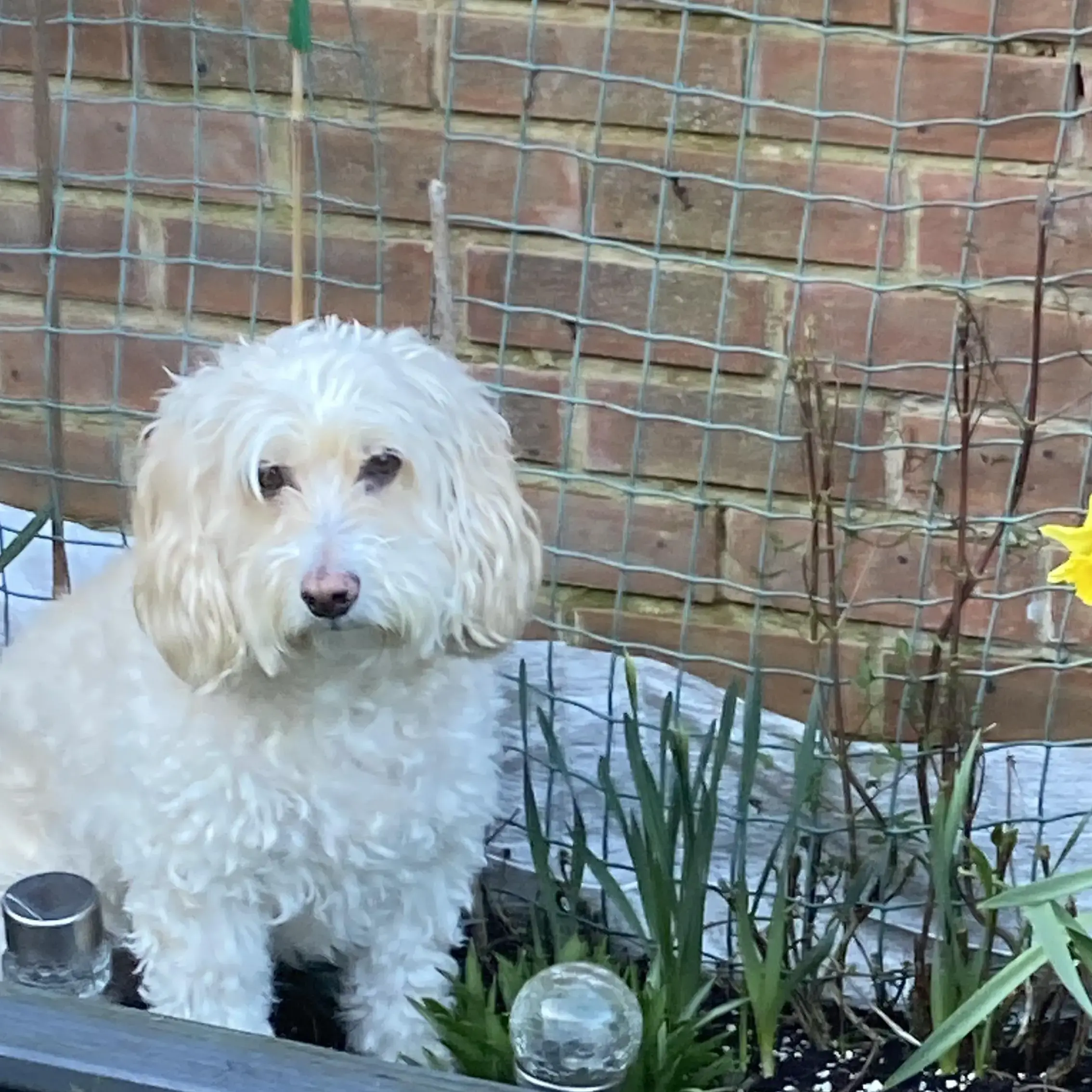 Cockapoo