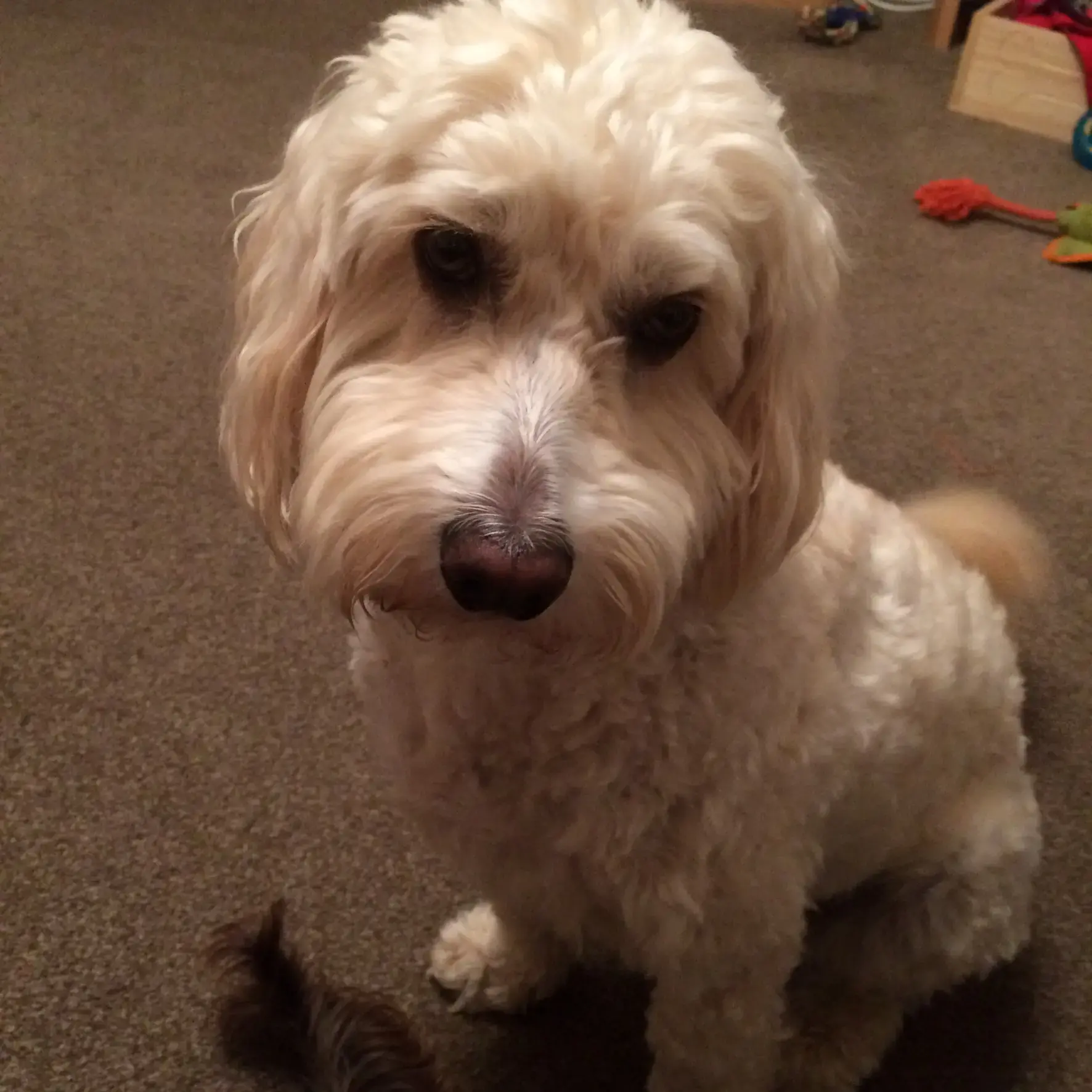 Cockapoo