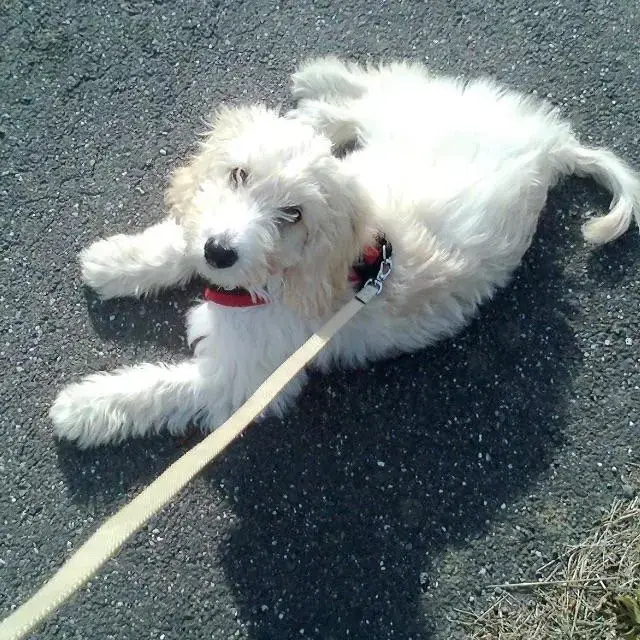 Cockapoo