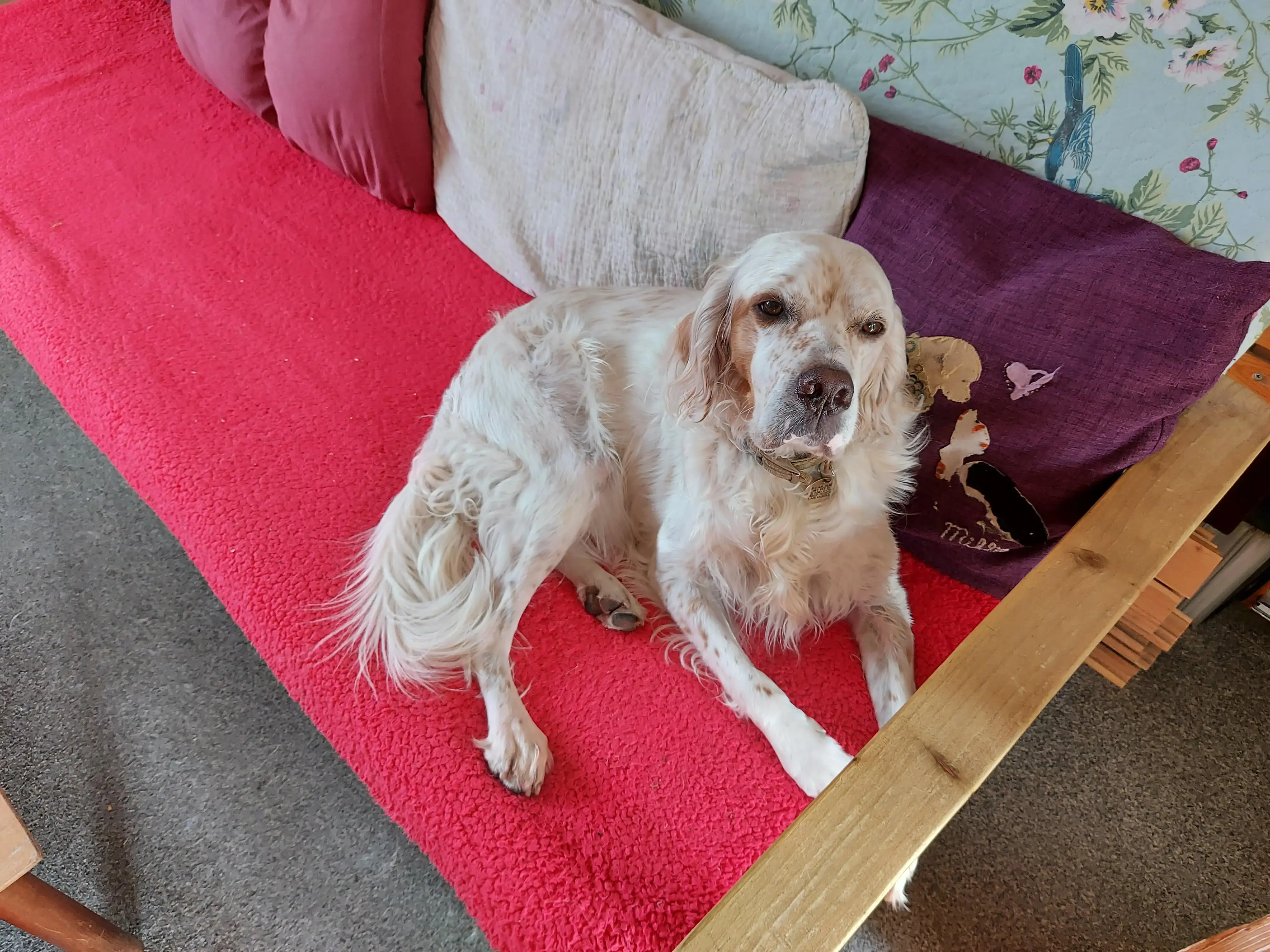 English Setter