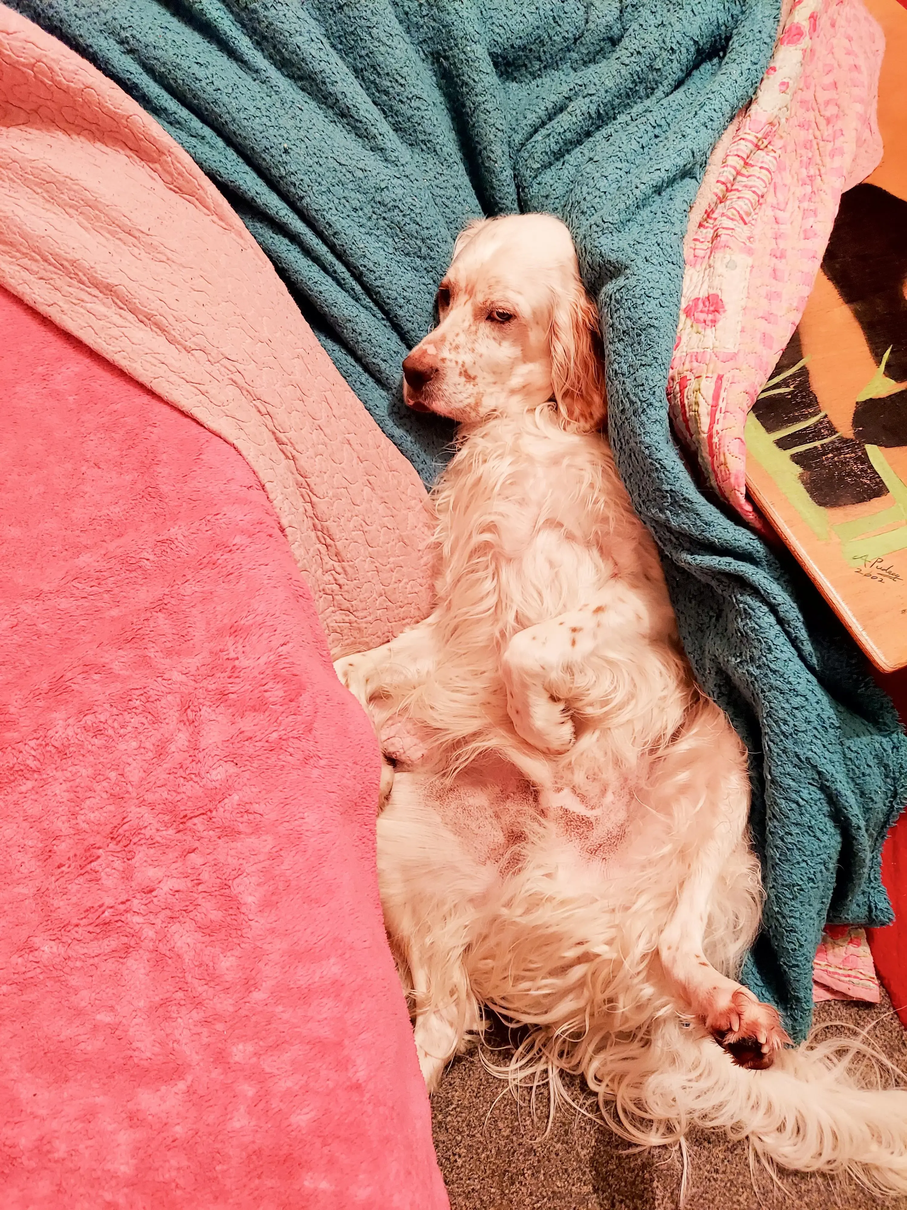 English Setter