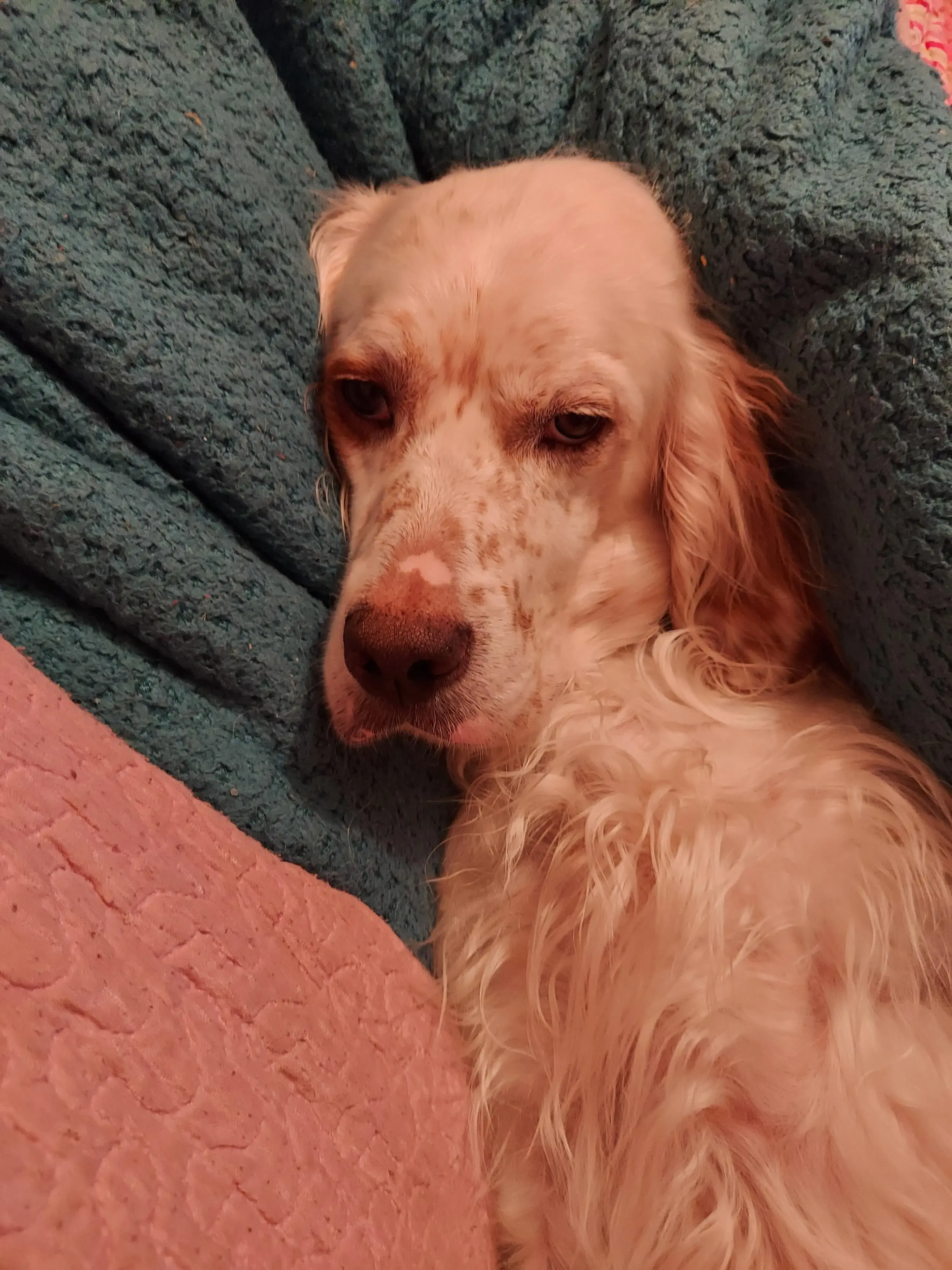 English Setter