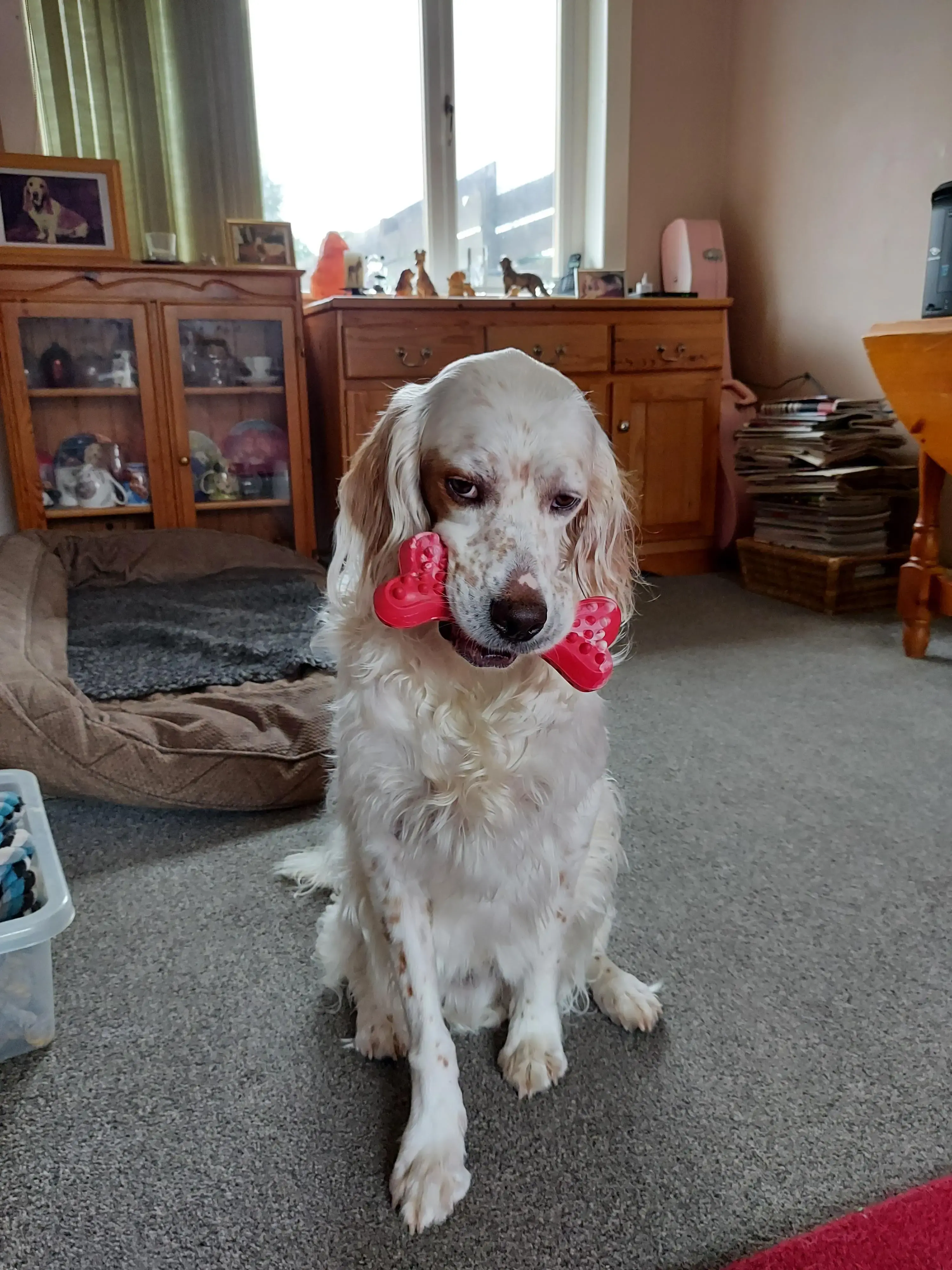 English Setter