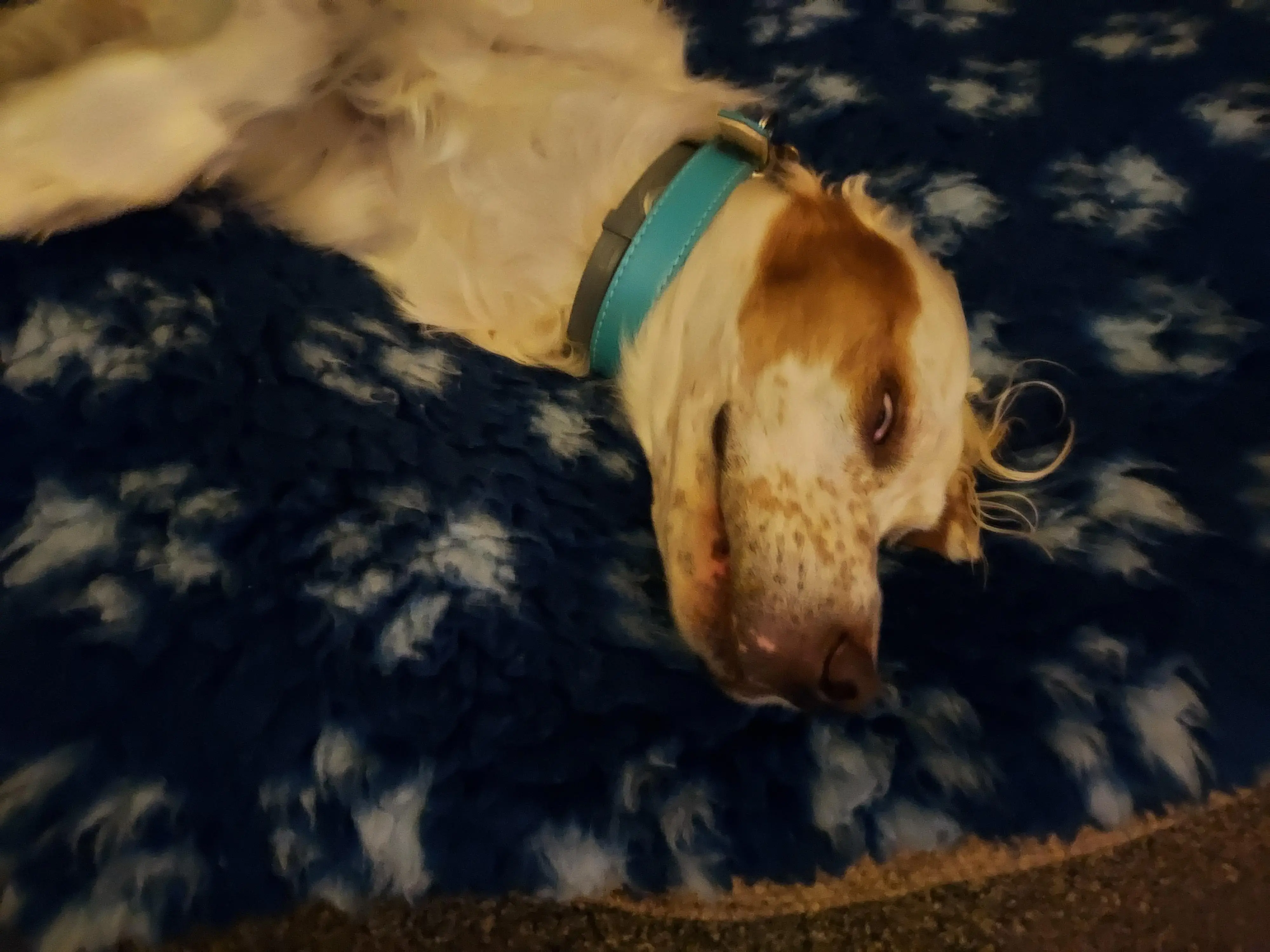 English Setter