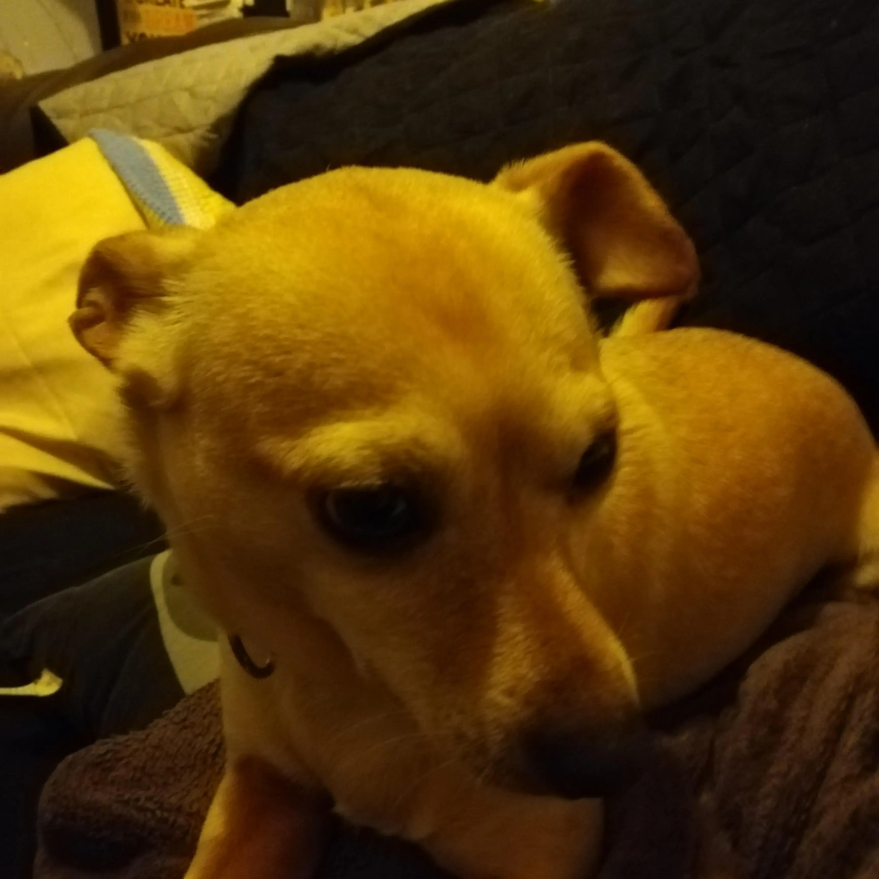 Chihuahua (Smooth Coat)