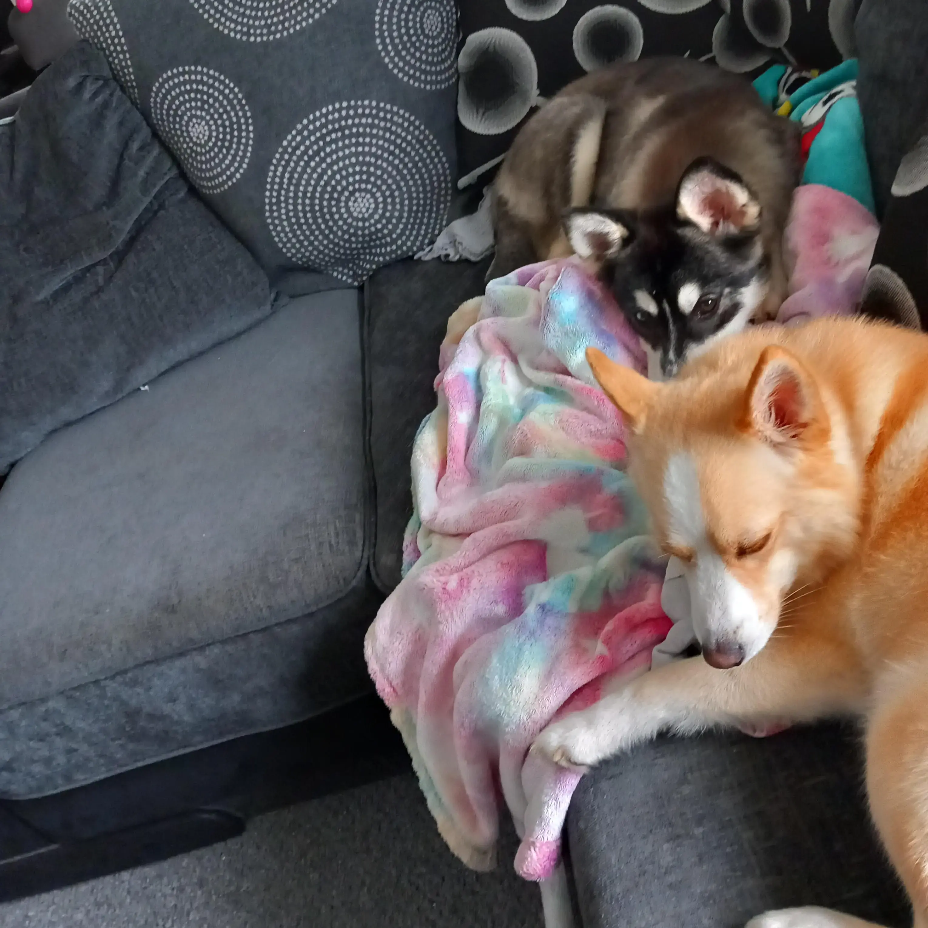 Pomsky