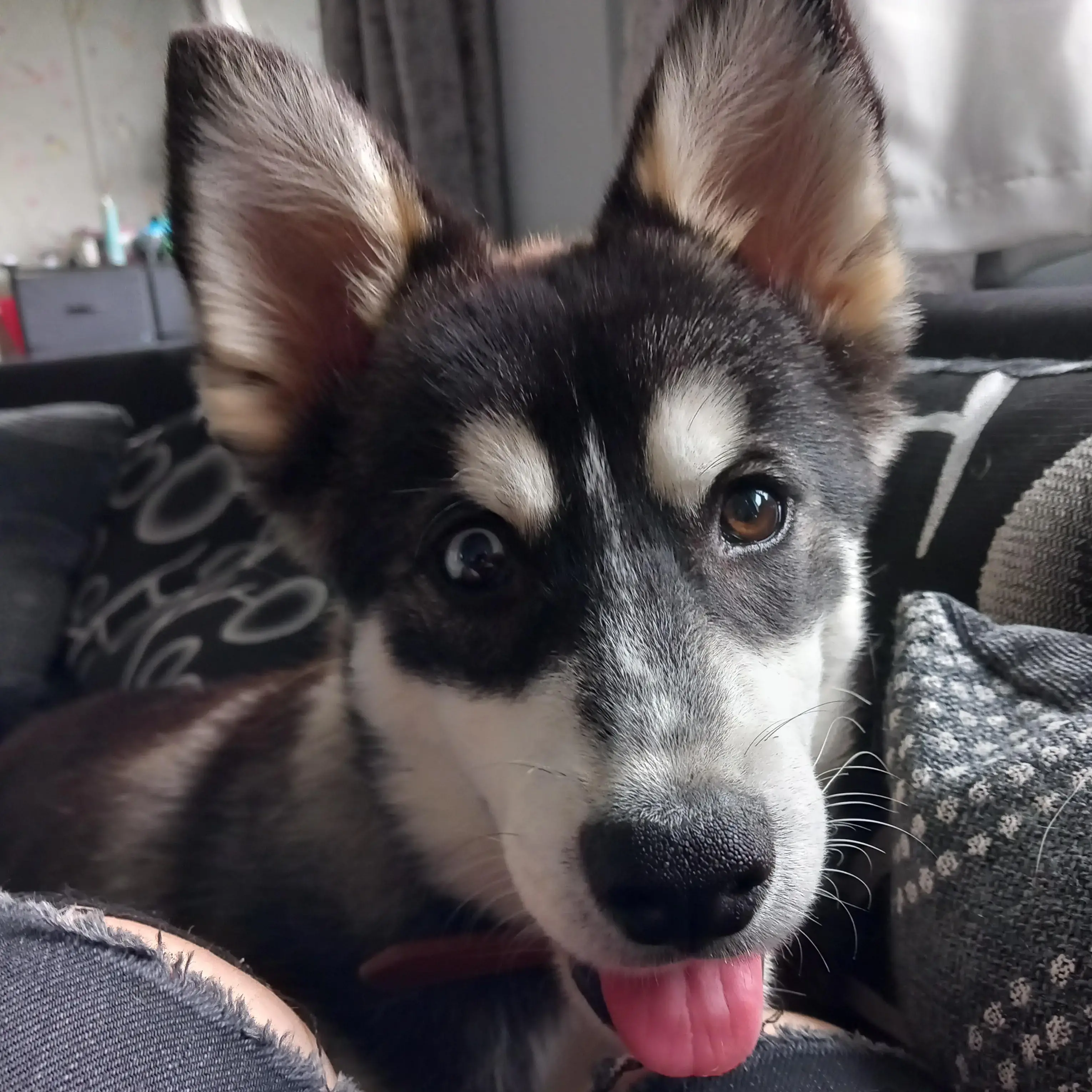 Pomsky