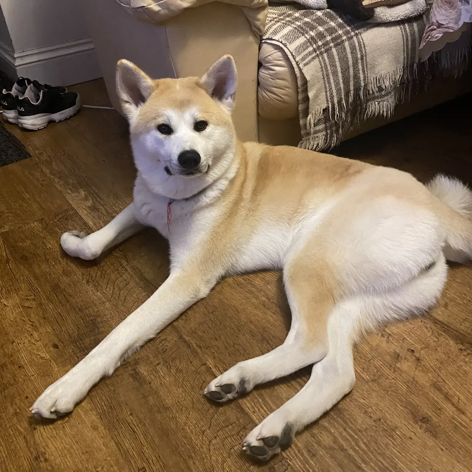 Japanese Akita
