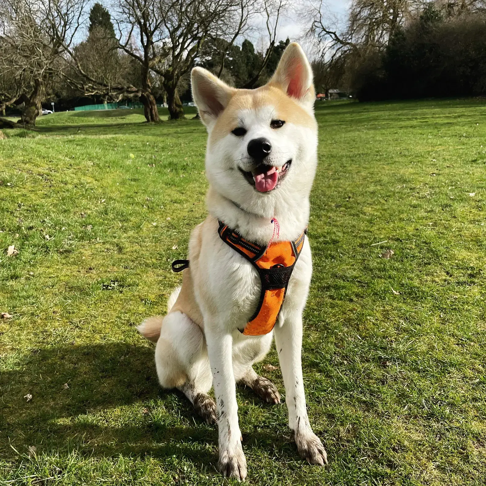 Japanese Akita