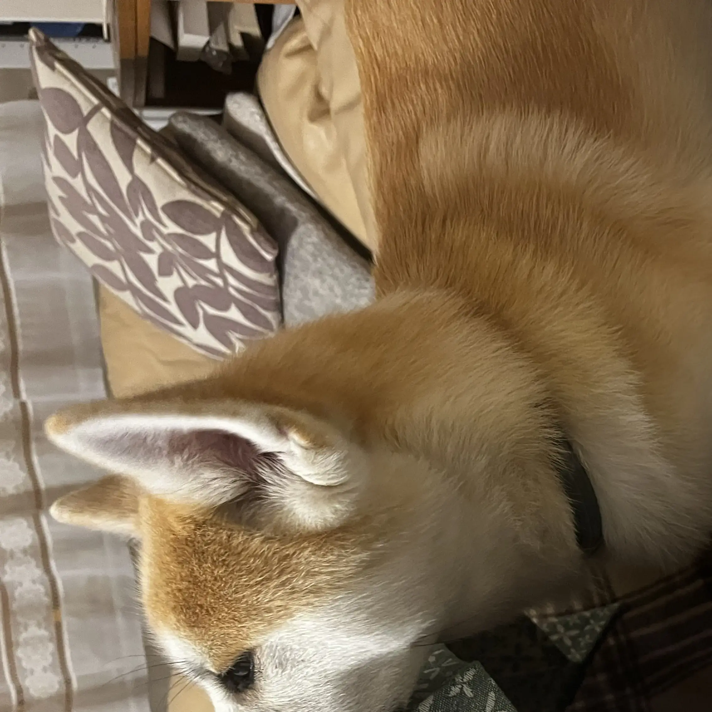Japanese Akita