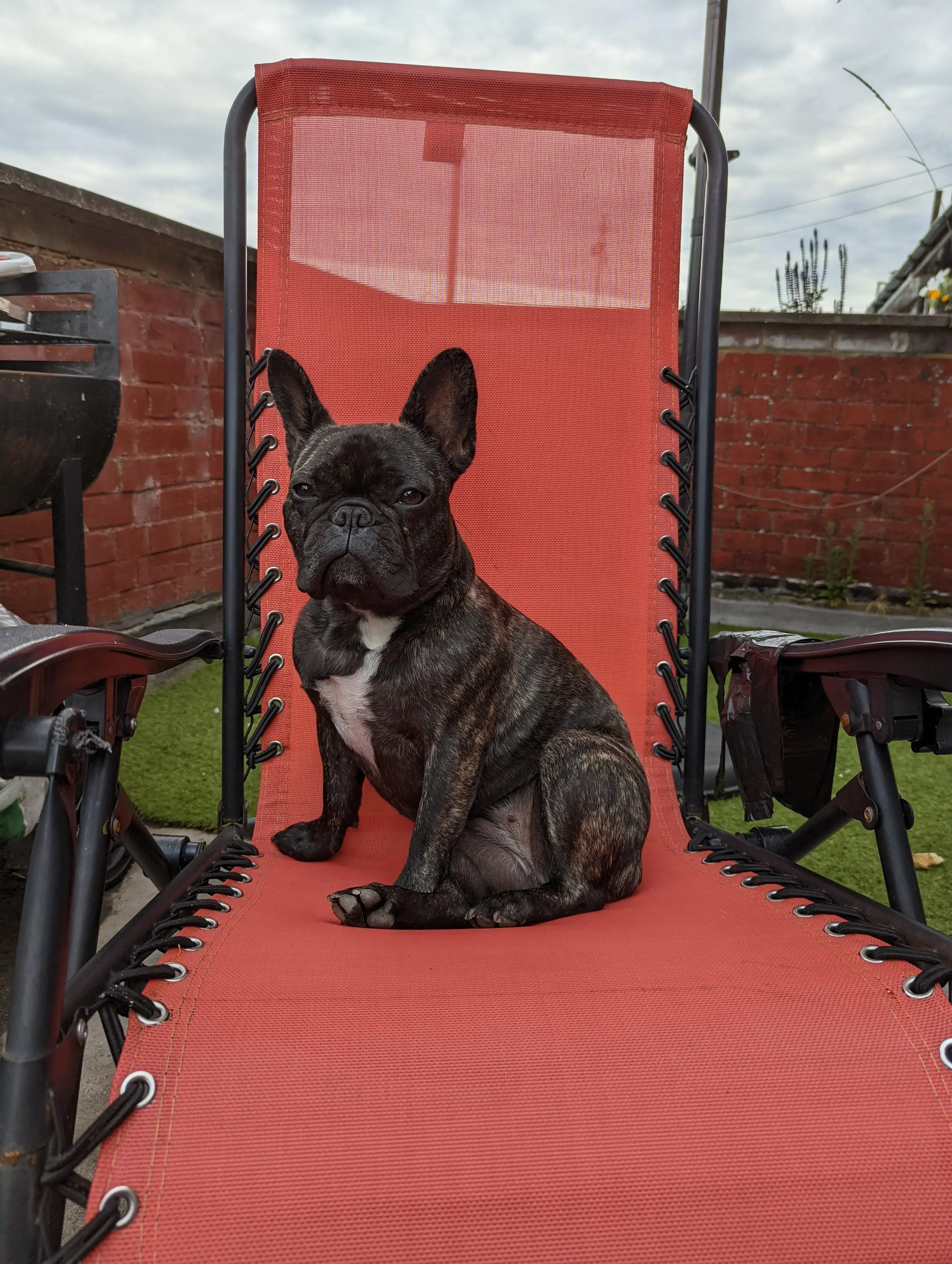 French Bulldog