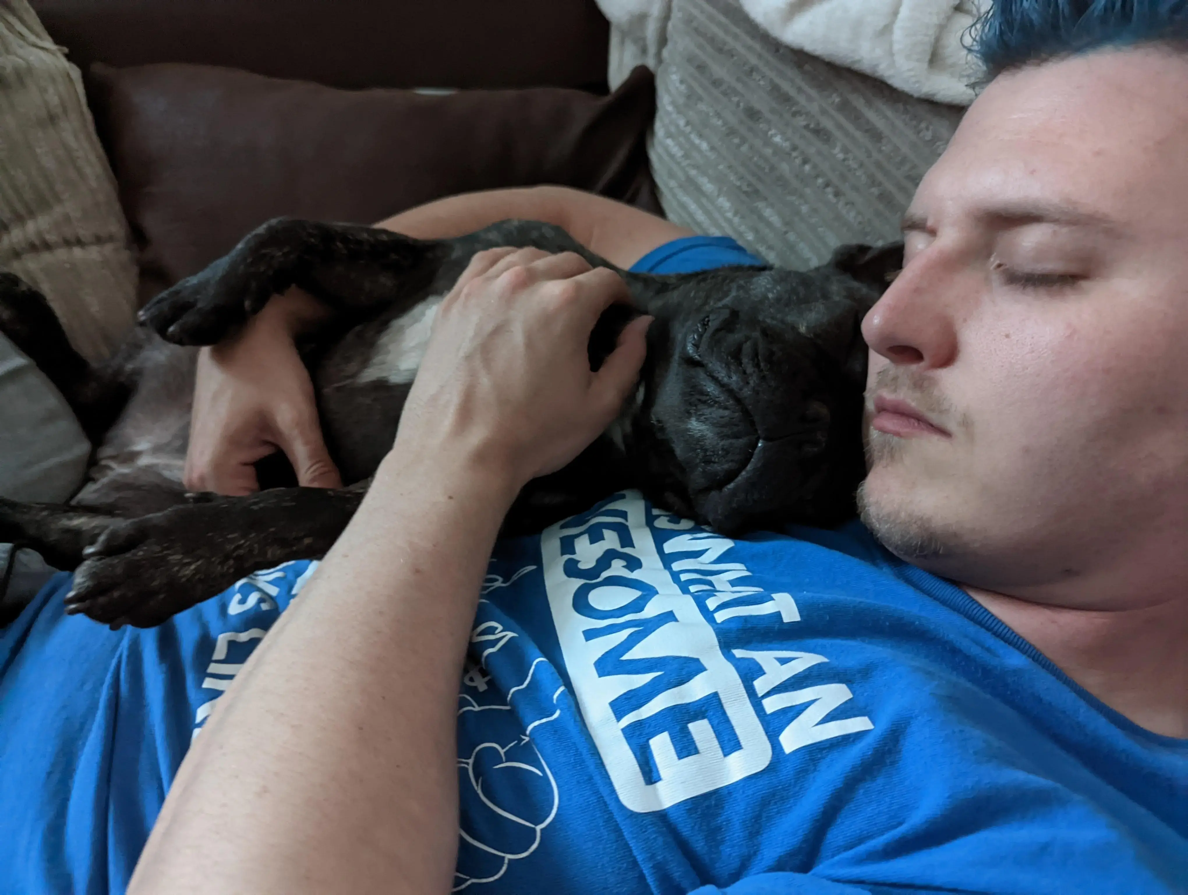 French Bulldog