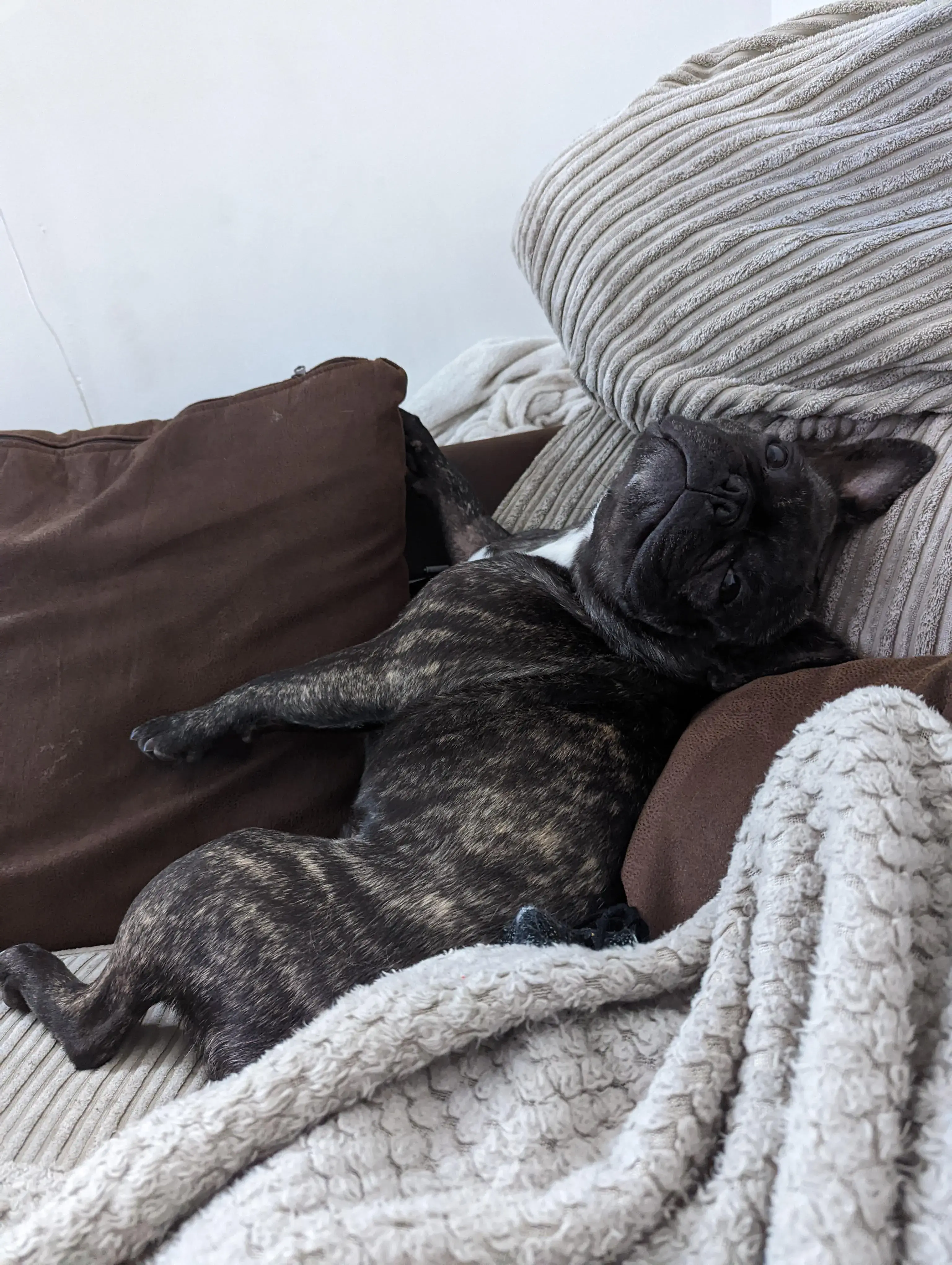 French Bulldog