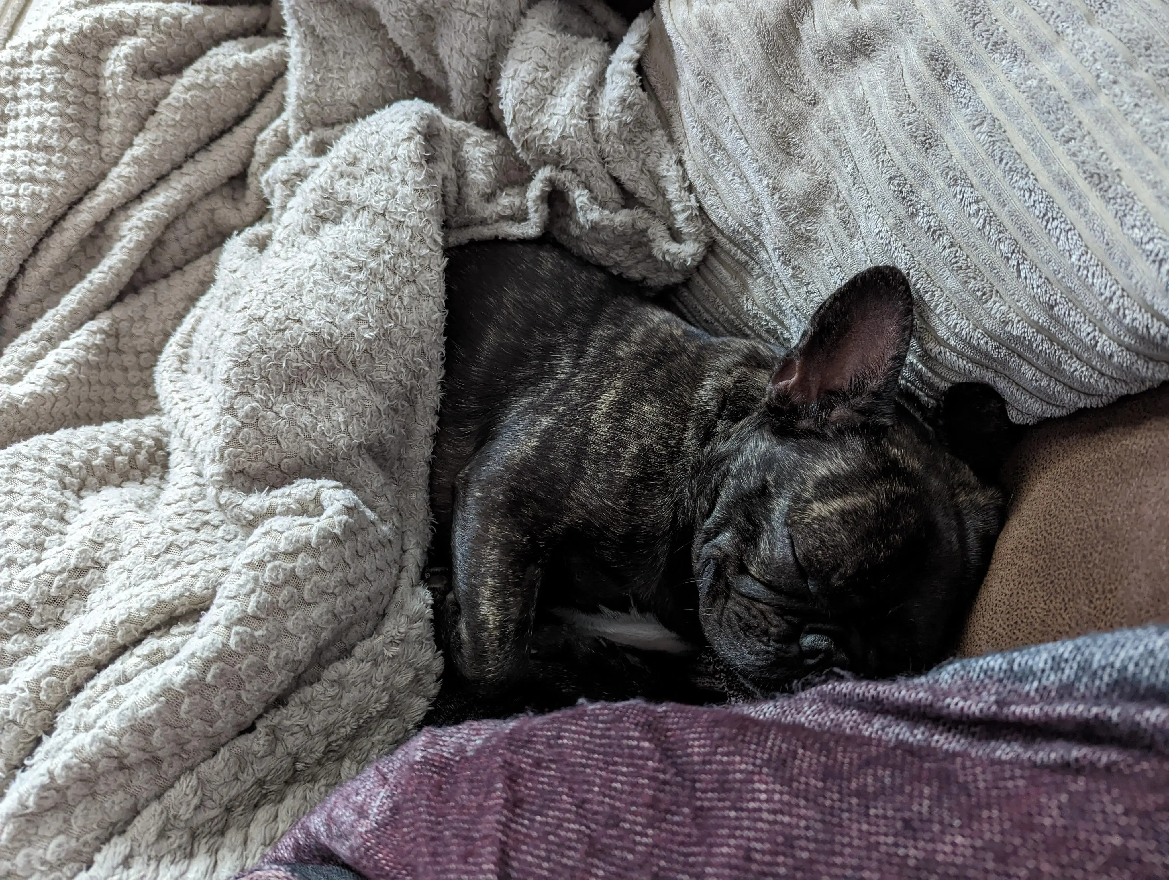 French Bulldog