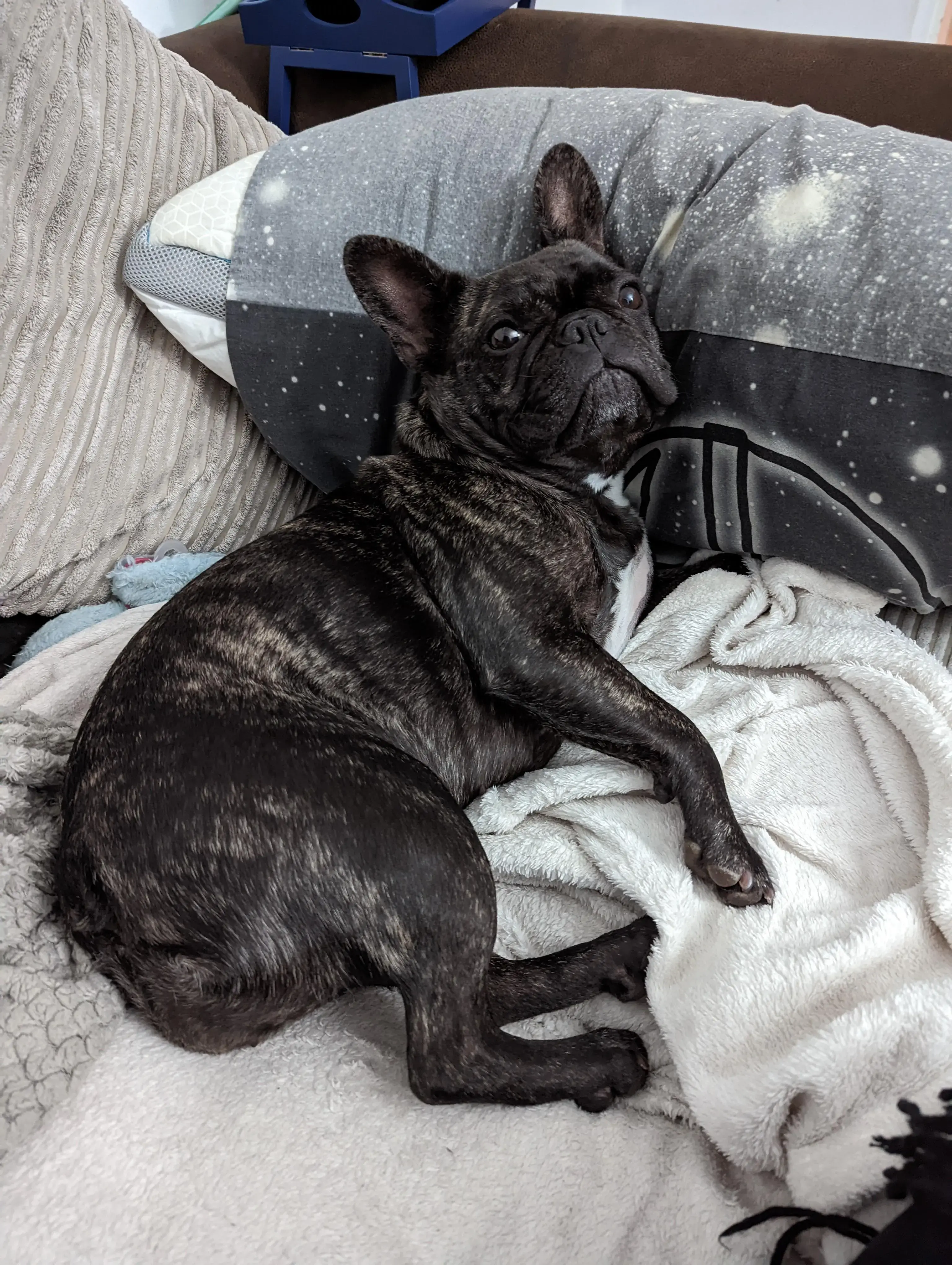 French Bulldog