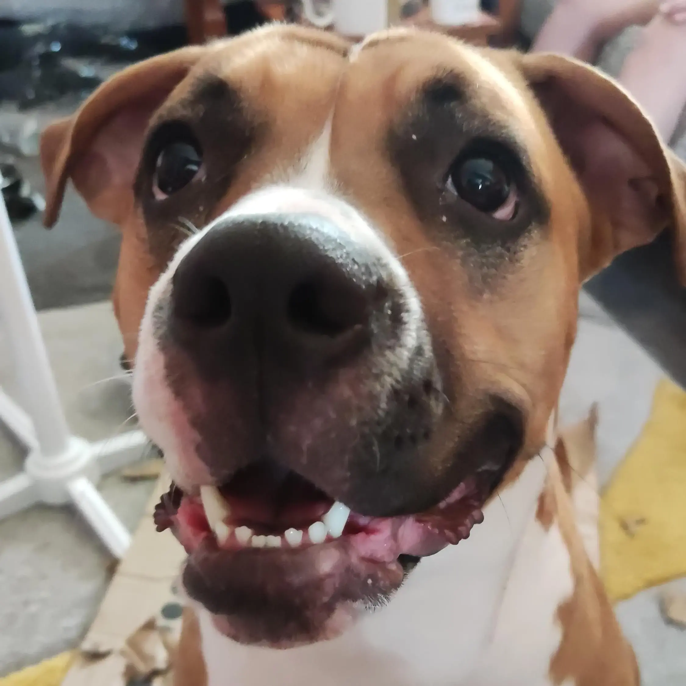 Boxer