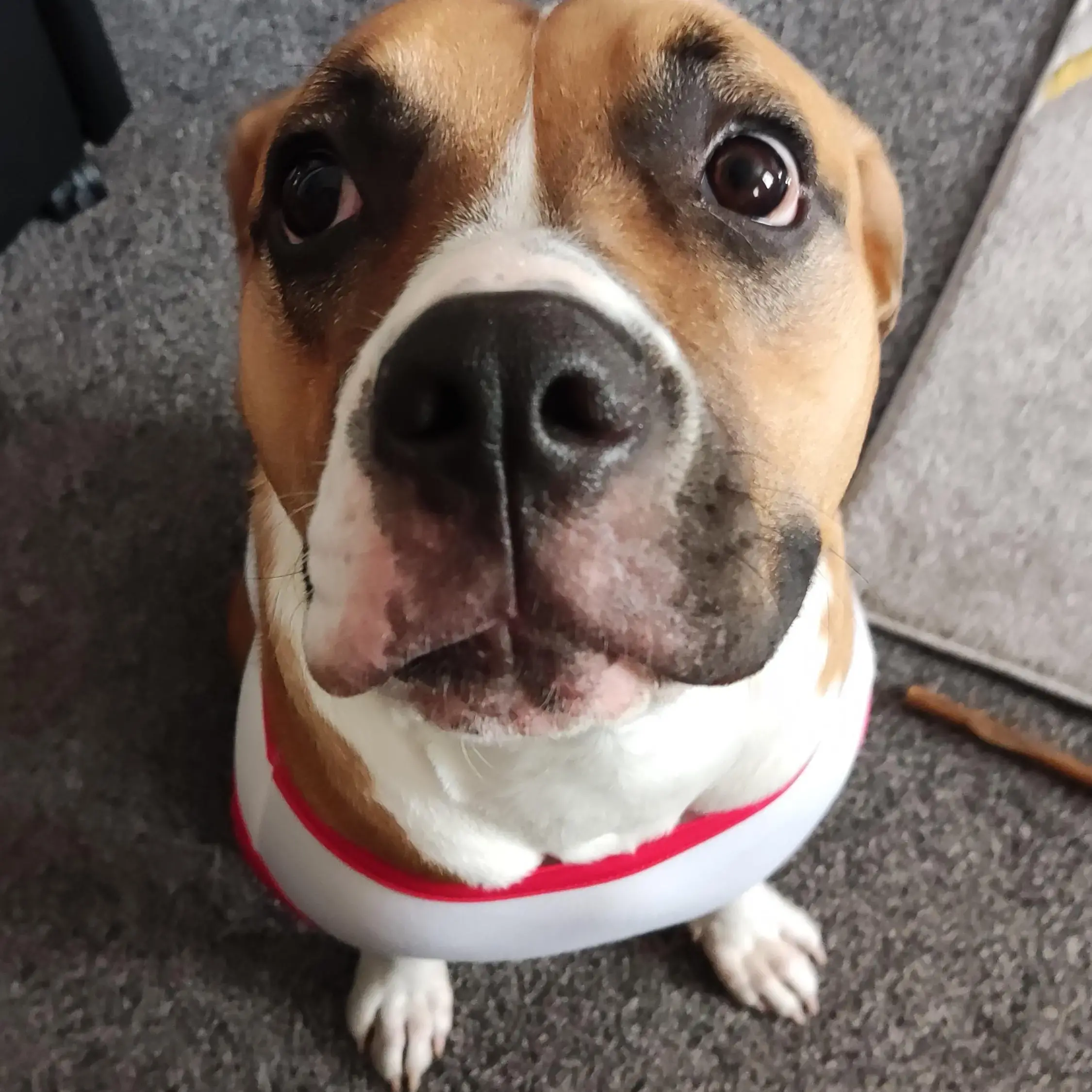 Boxer