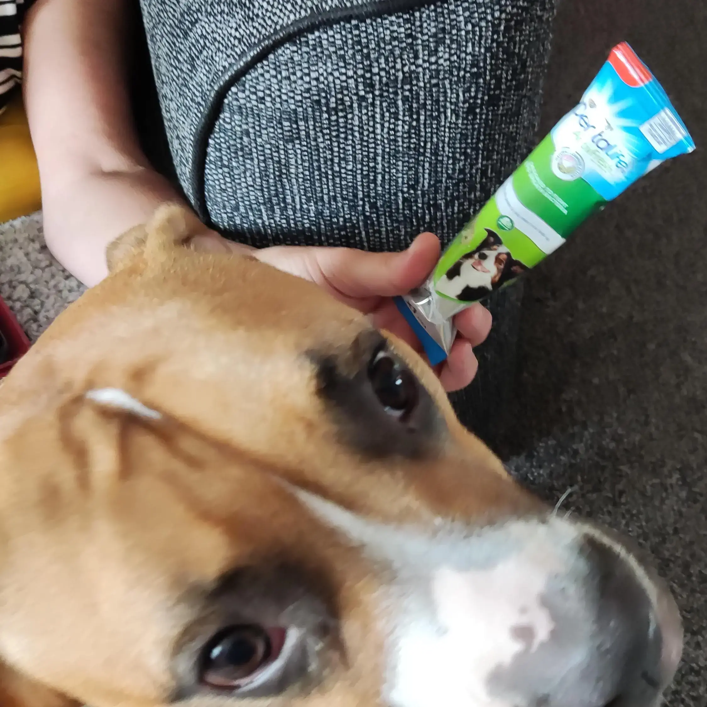 Boxer