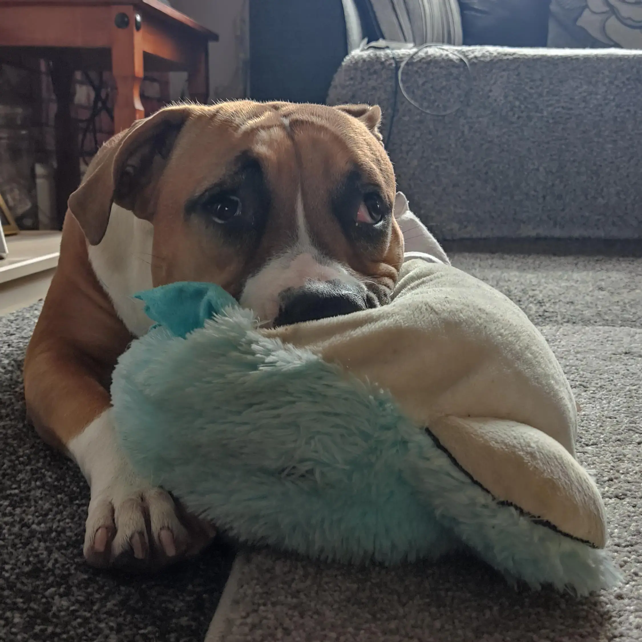 Boxer