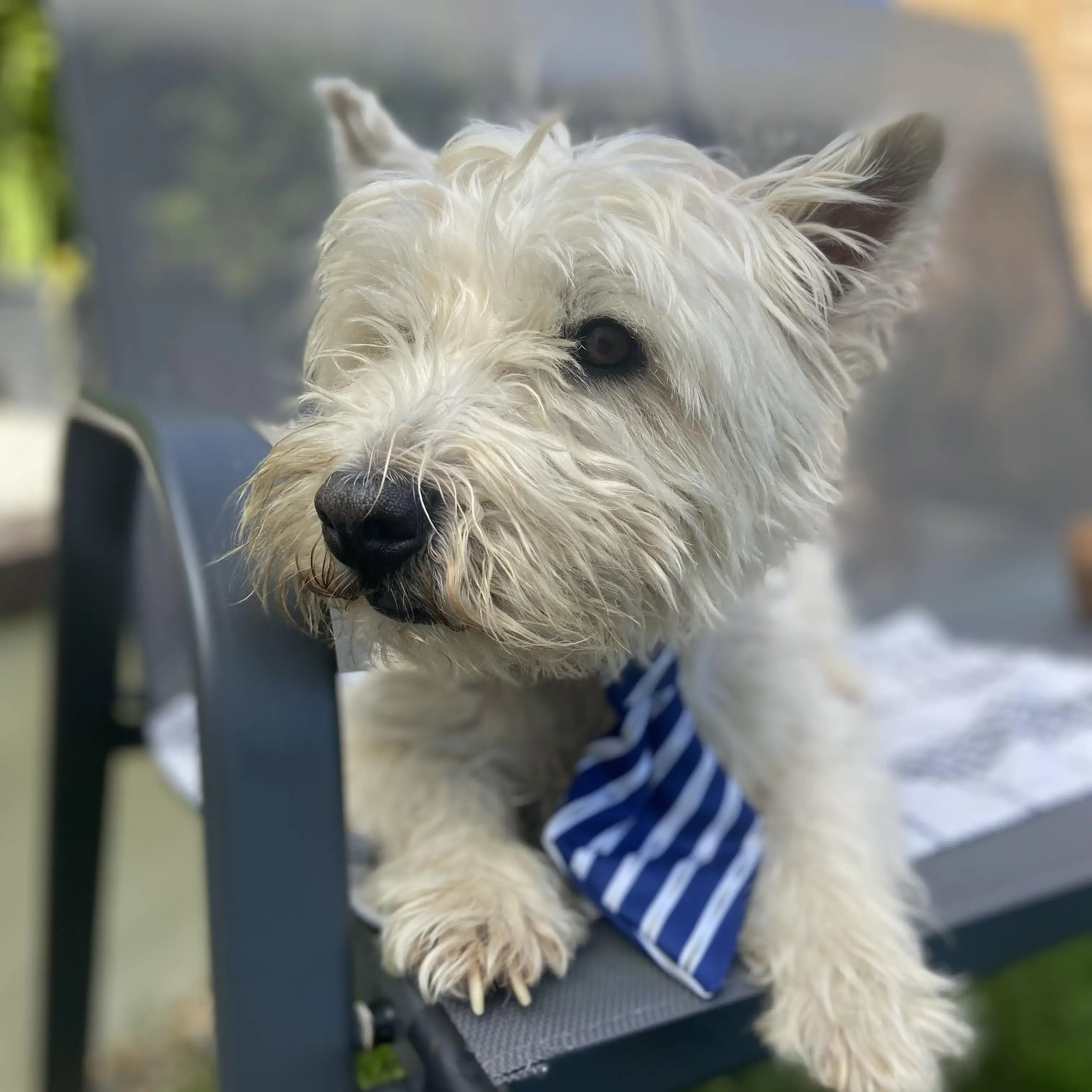 West Highland White Terrier