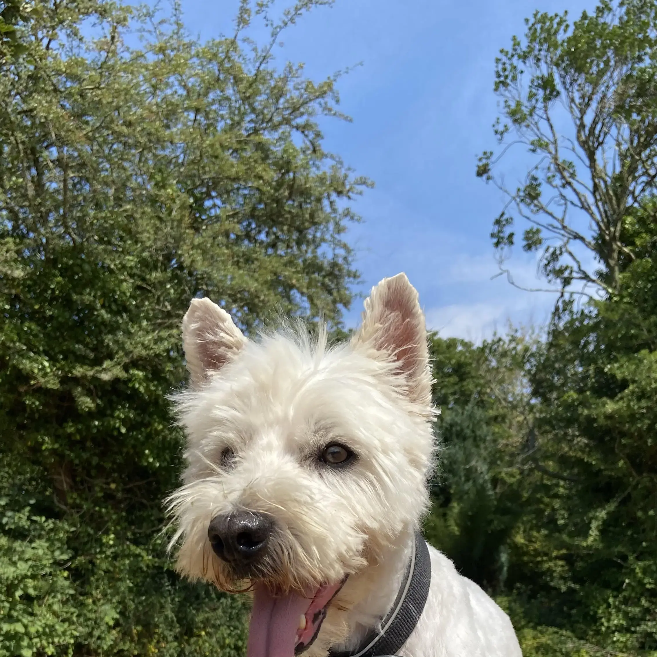 West Highland White Terrier
