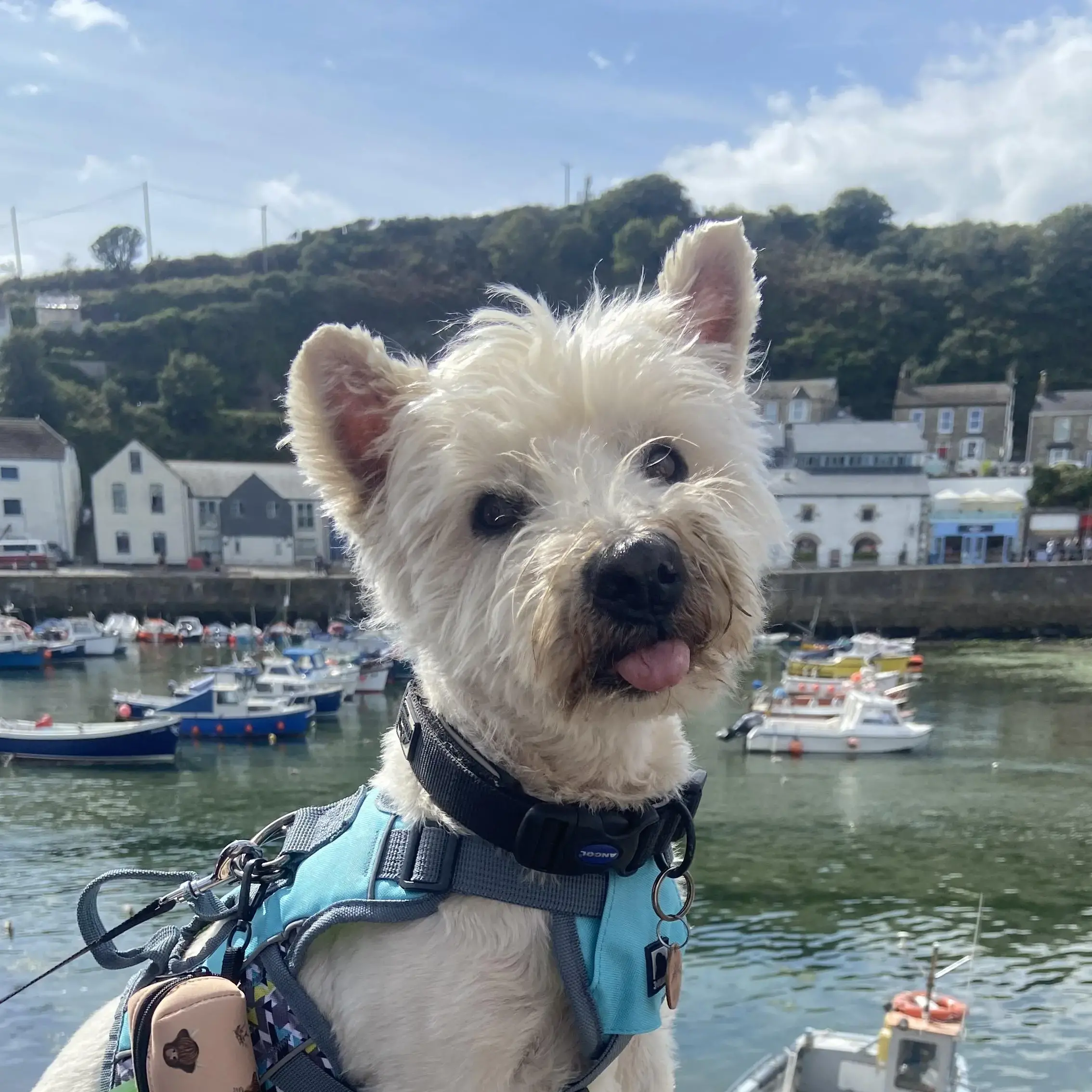West Highland White Terrier