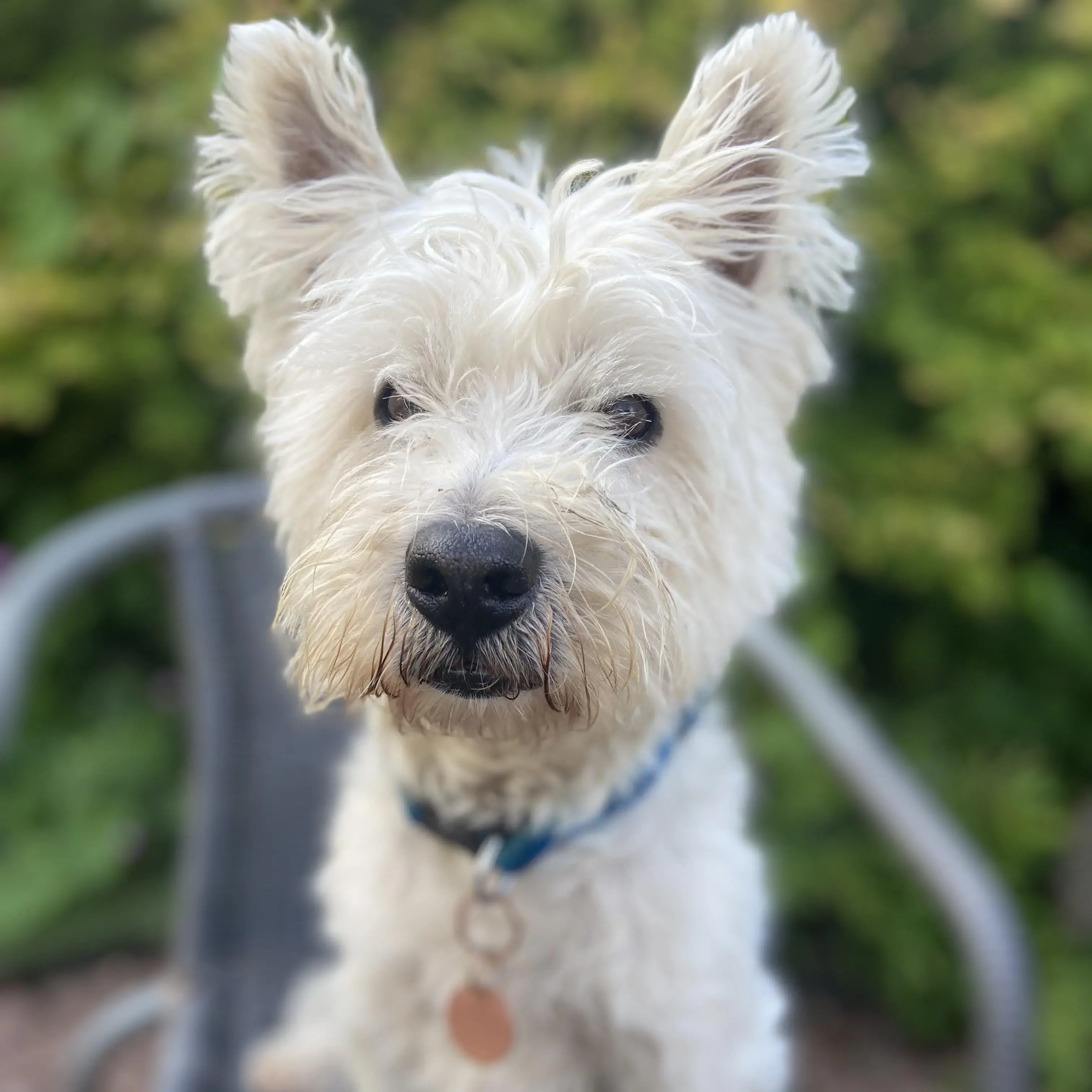 West Highland White Terrier