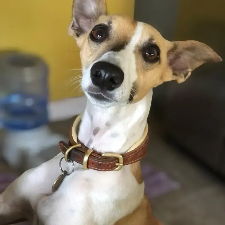 Whippet