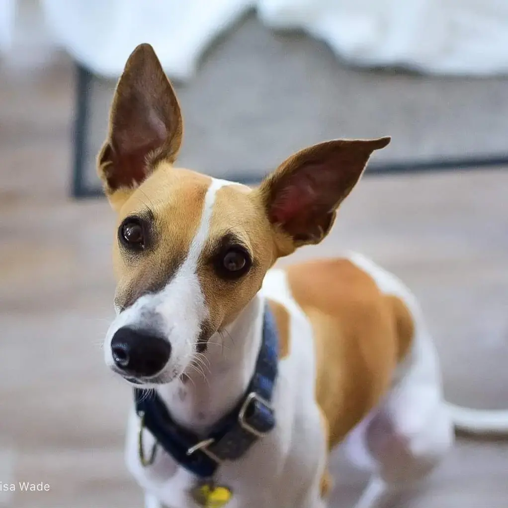 Whippet