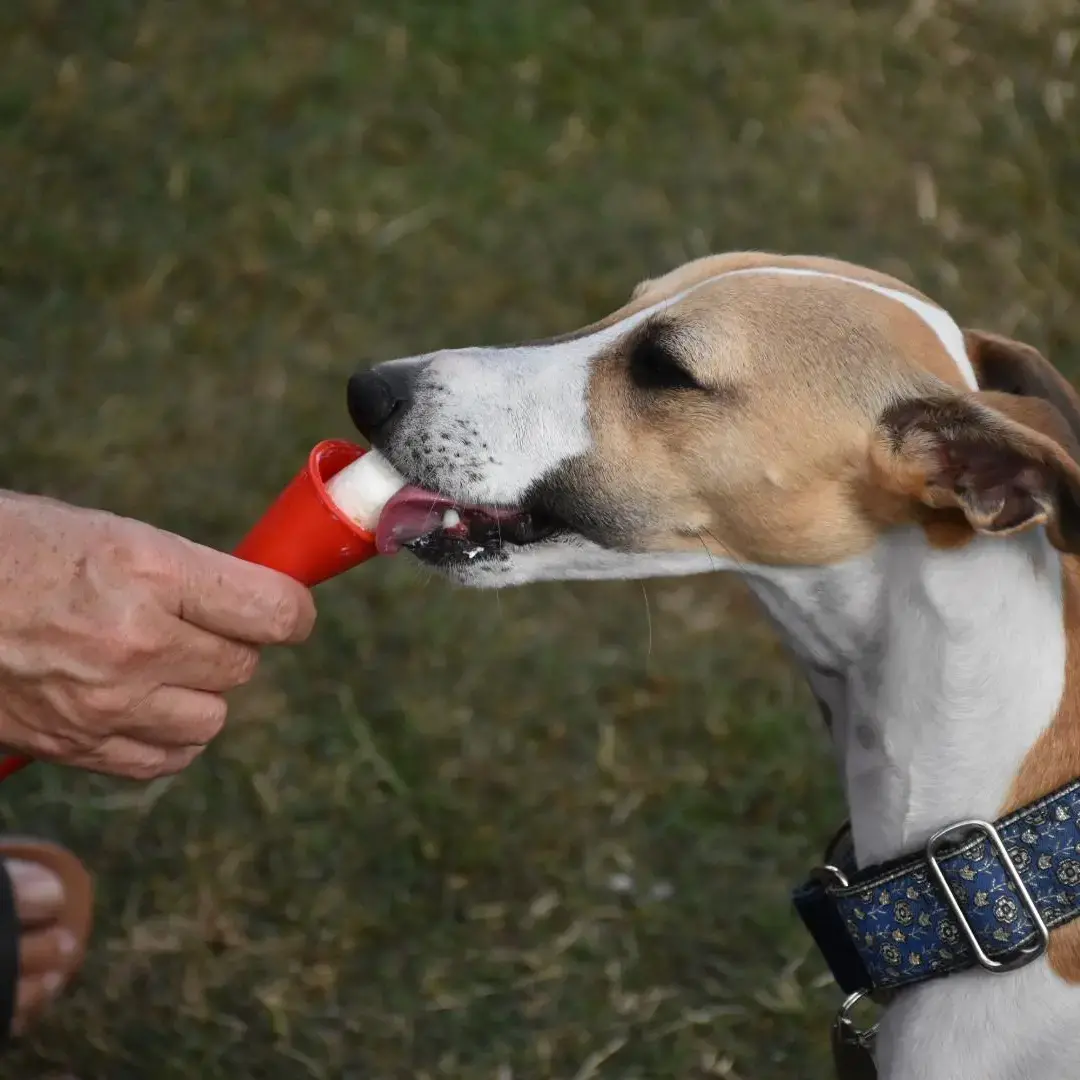 Whippet