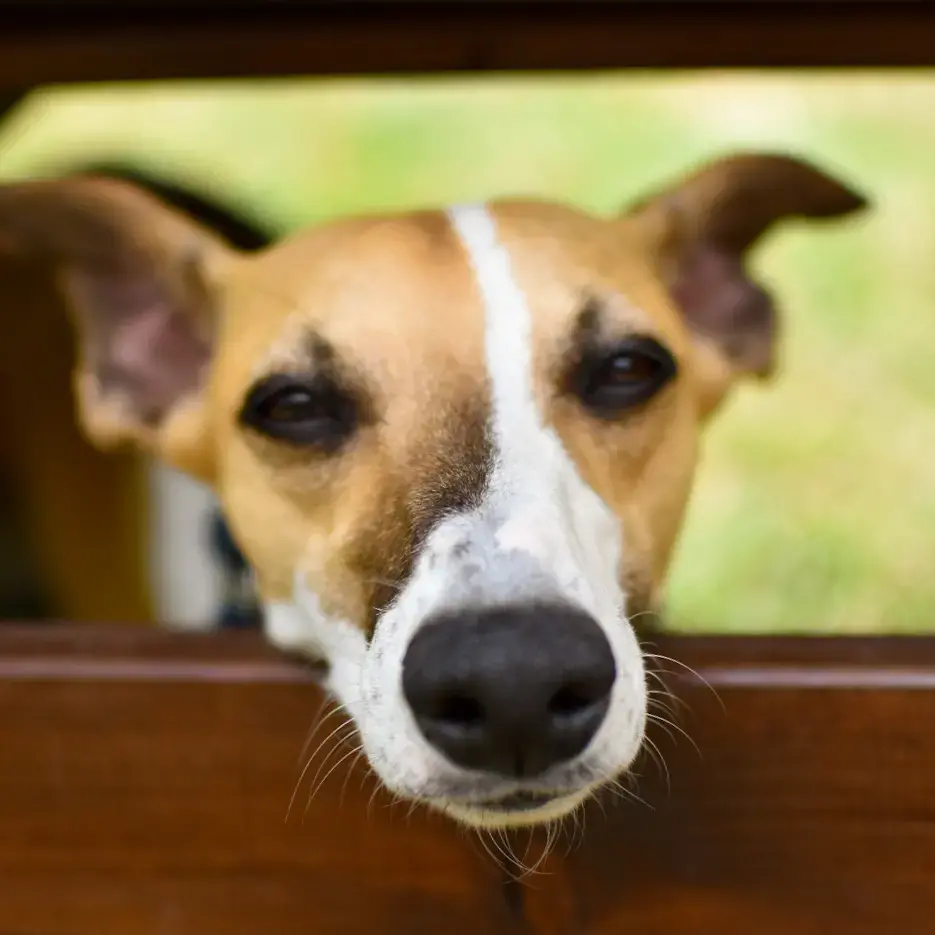 Whippet