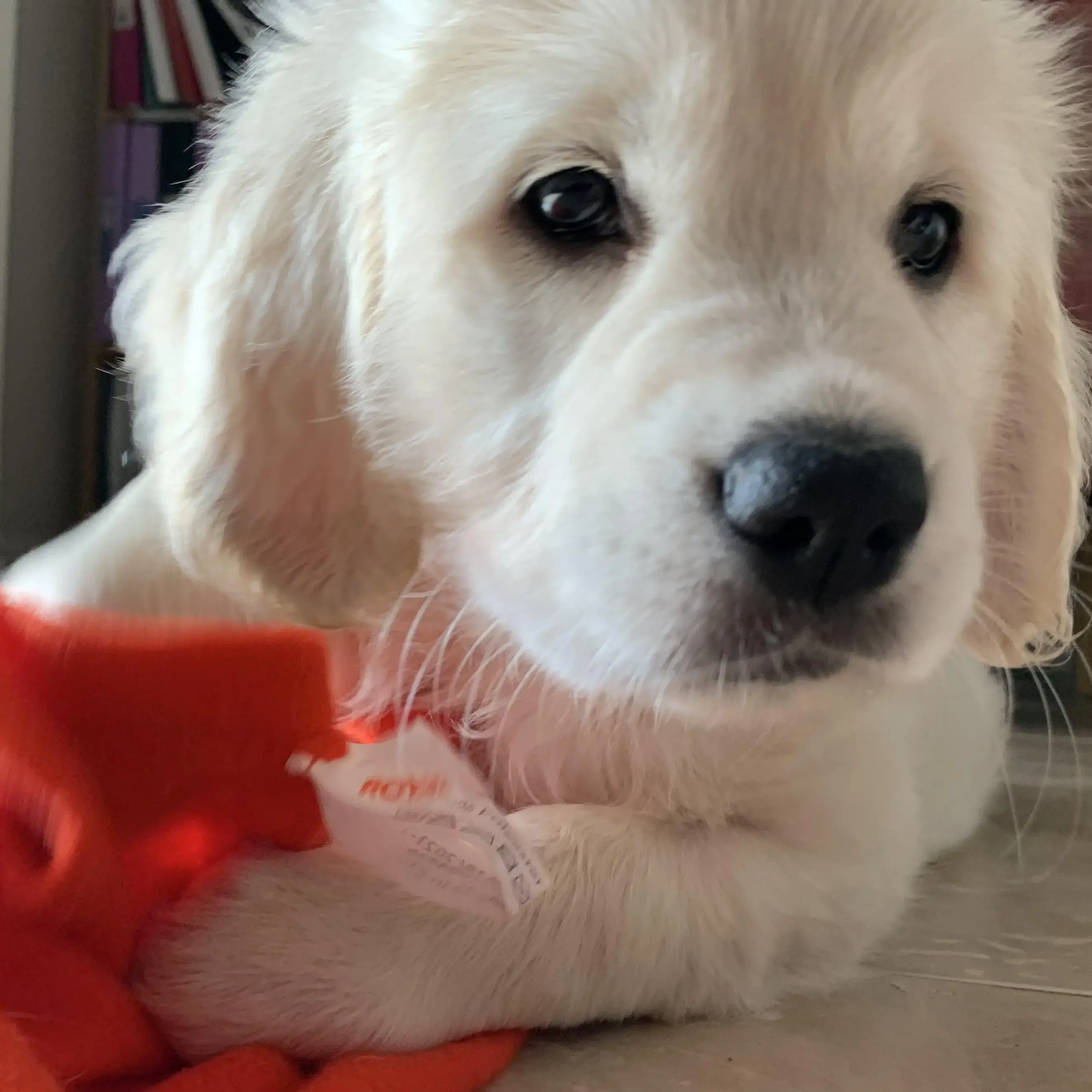 Golden Retriever