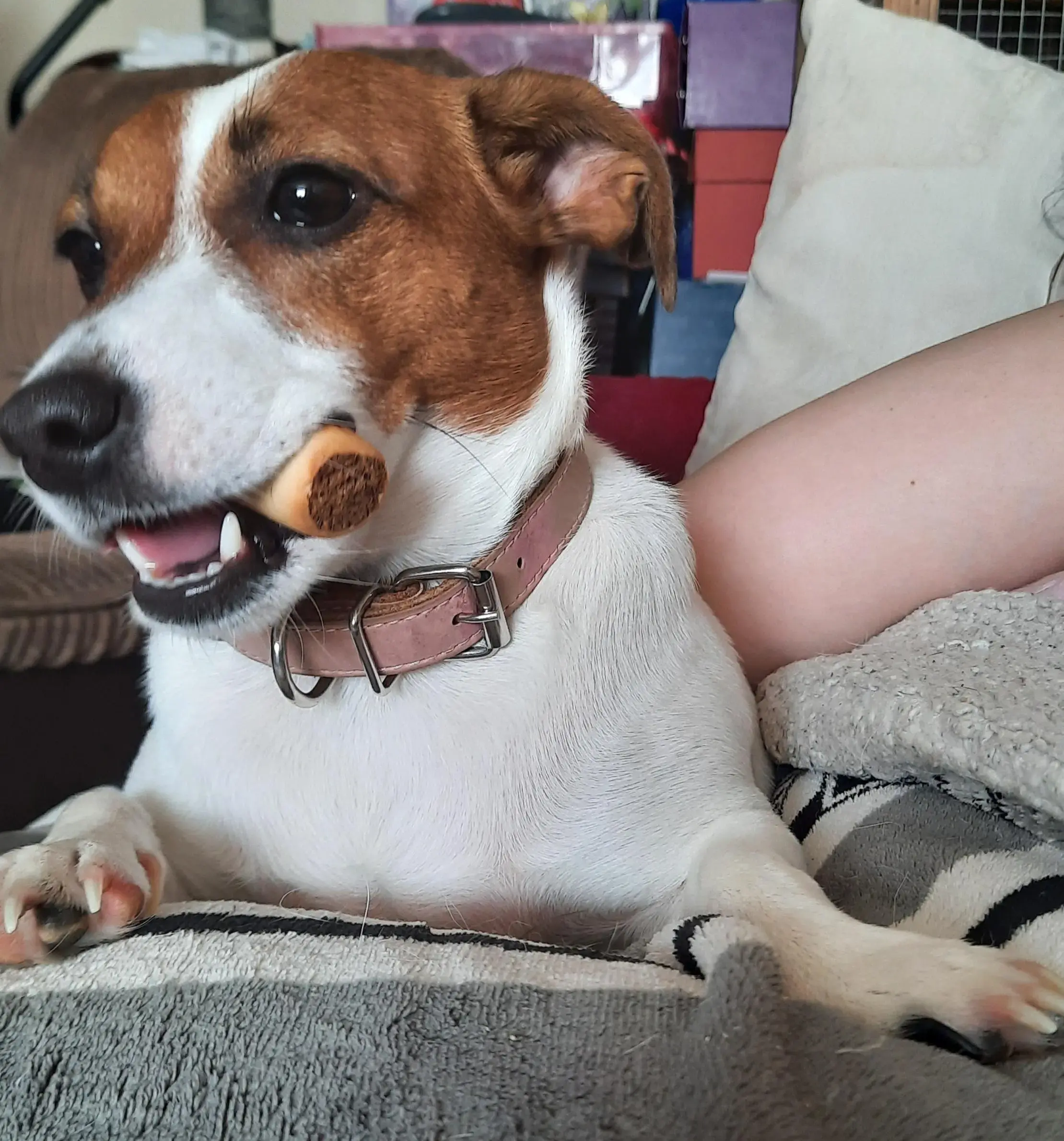 Jack Russell Terrier